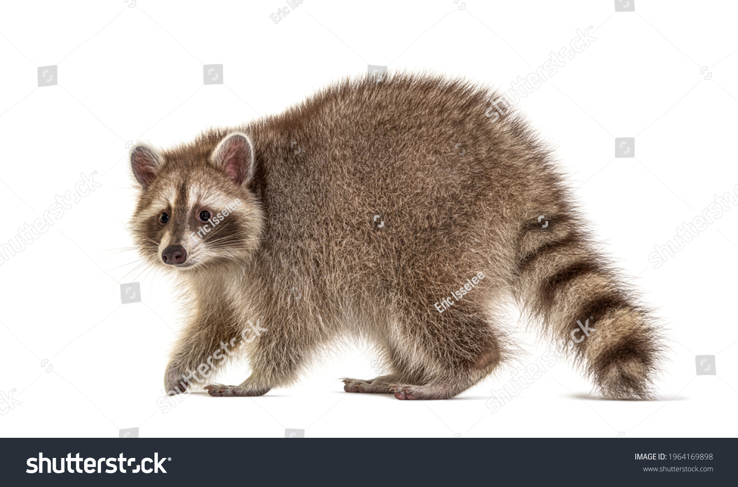 Side View Raccoon Walking Away Isolated Stock Photo 1964169898 