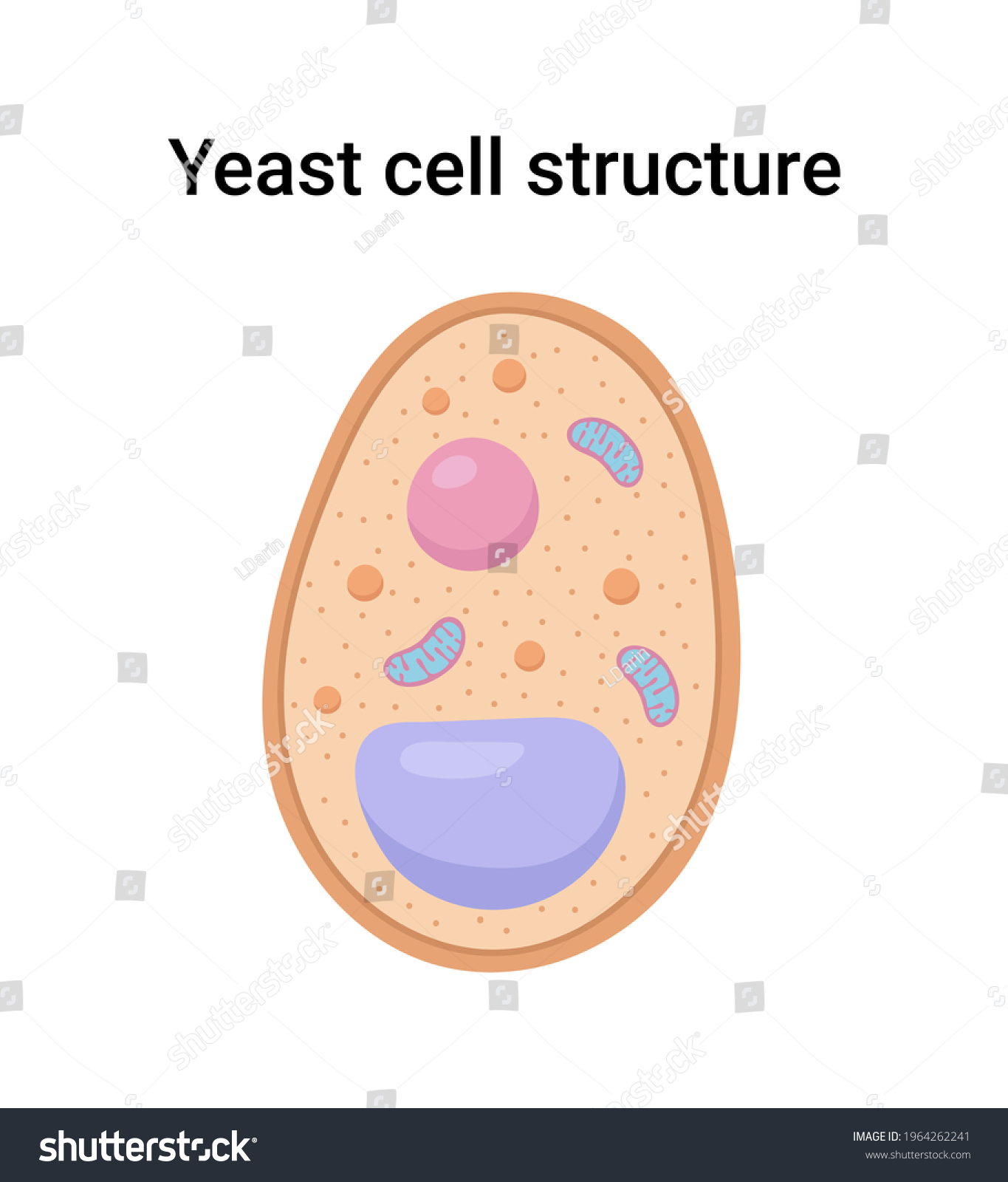 Illustration Yeast Cell Structure Stock Illustration 1964262241 ...