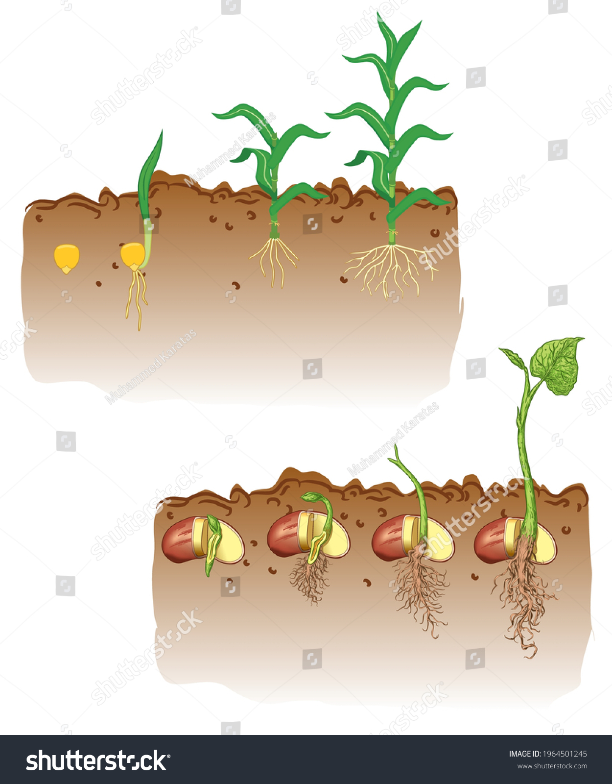 Corn Bean Growth Development Environment Stock Vector (Royalty Free ...