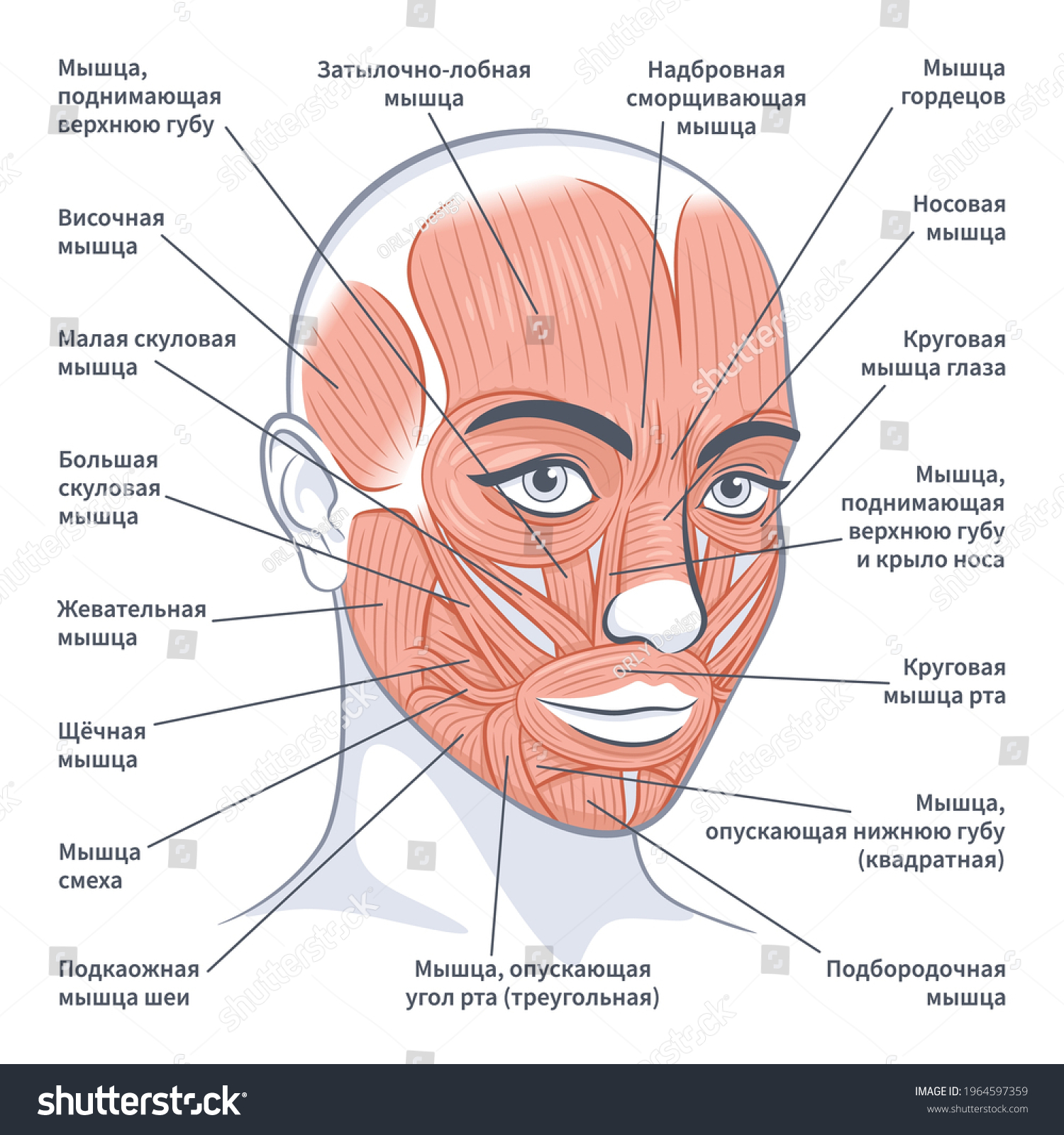 Facial Muscles Female Detailed Bright Anatomy Stock Vector Royalty Free 1964597359 Shutterstock 5598
