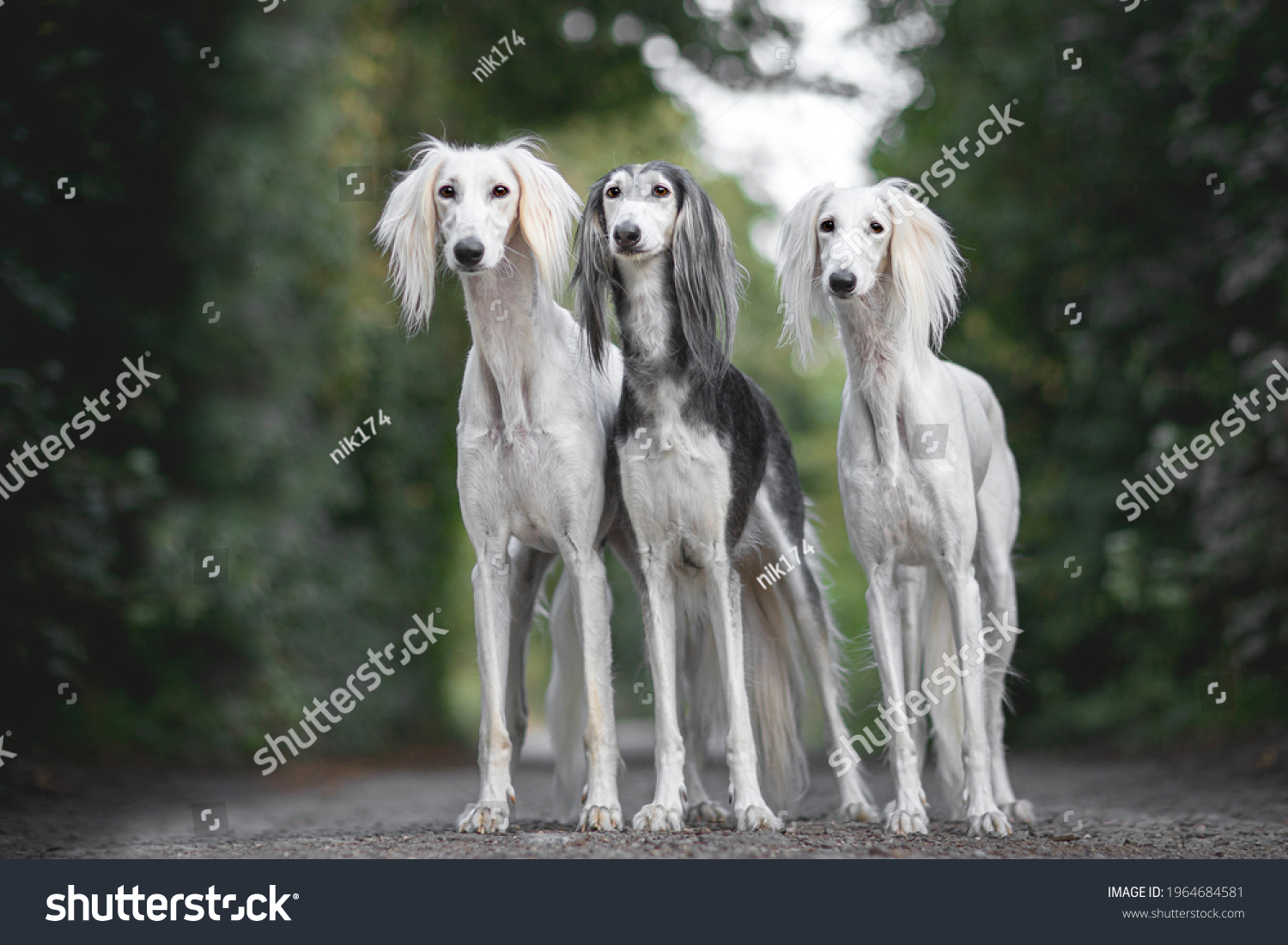 what kind of dog is a saluki