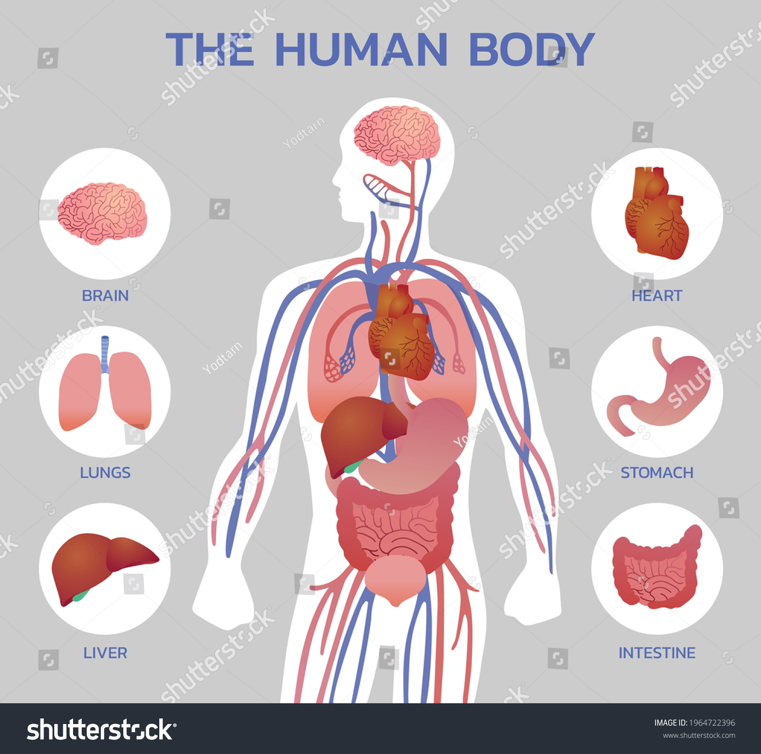 Illustration Human Body Educative Anatomy Stock Vector (Royalty Free ...