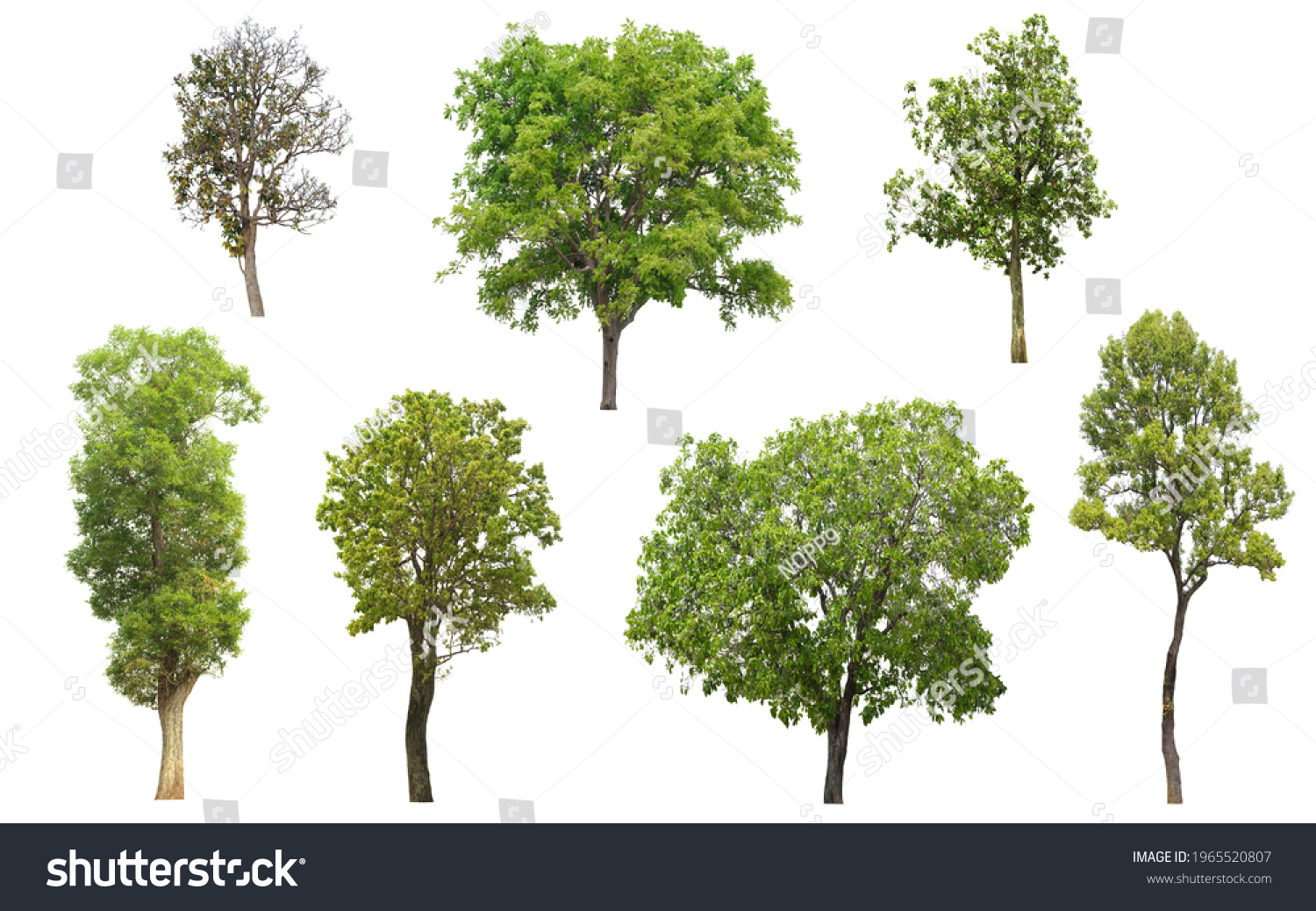 Collection Tree Side View Isolated On Stock Photo 1965520807 | Shutterstock