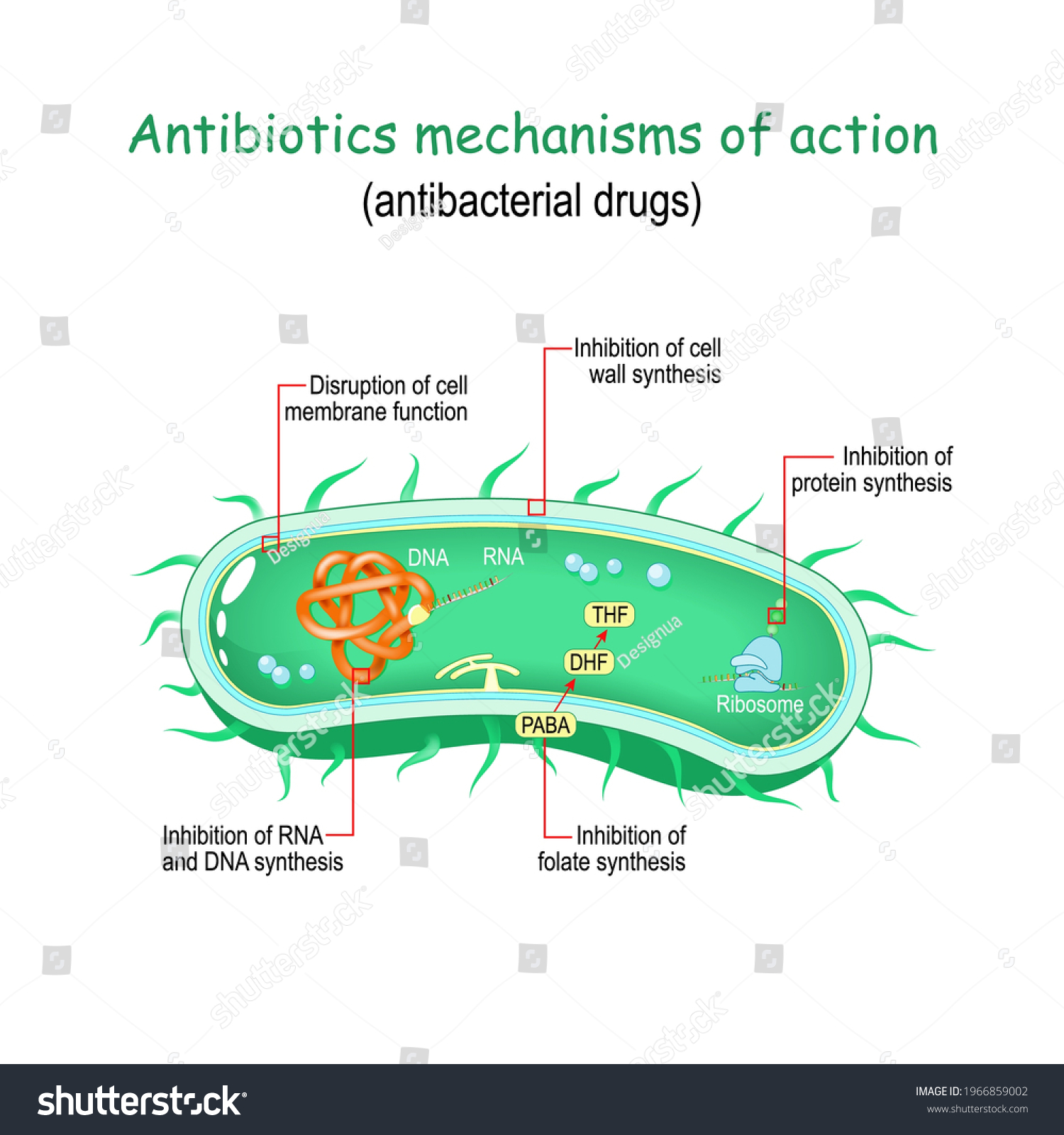 Antibiotics Mechanisms Action Antibacterial Drugs Disruption Stock ...