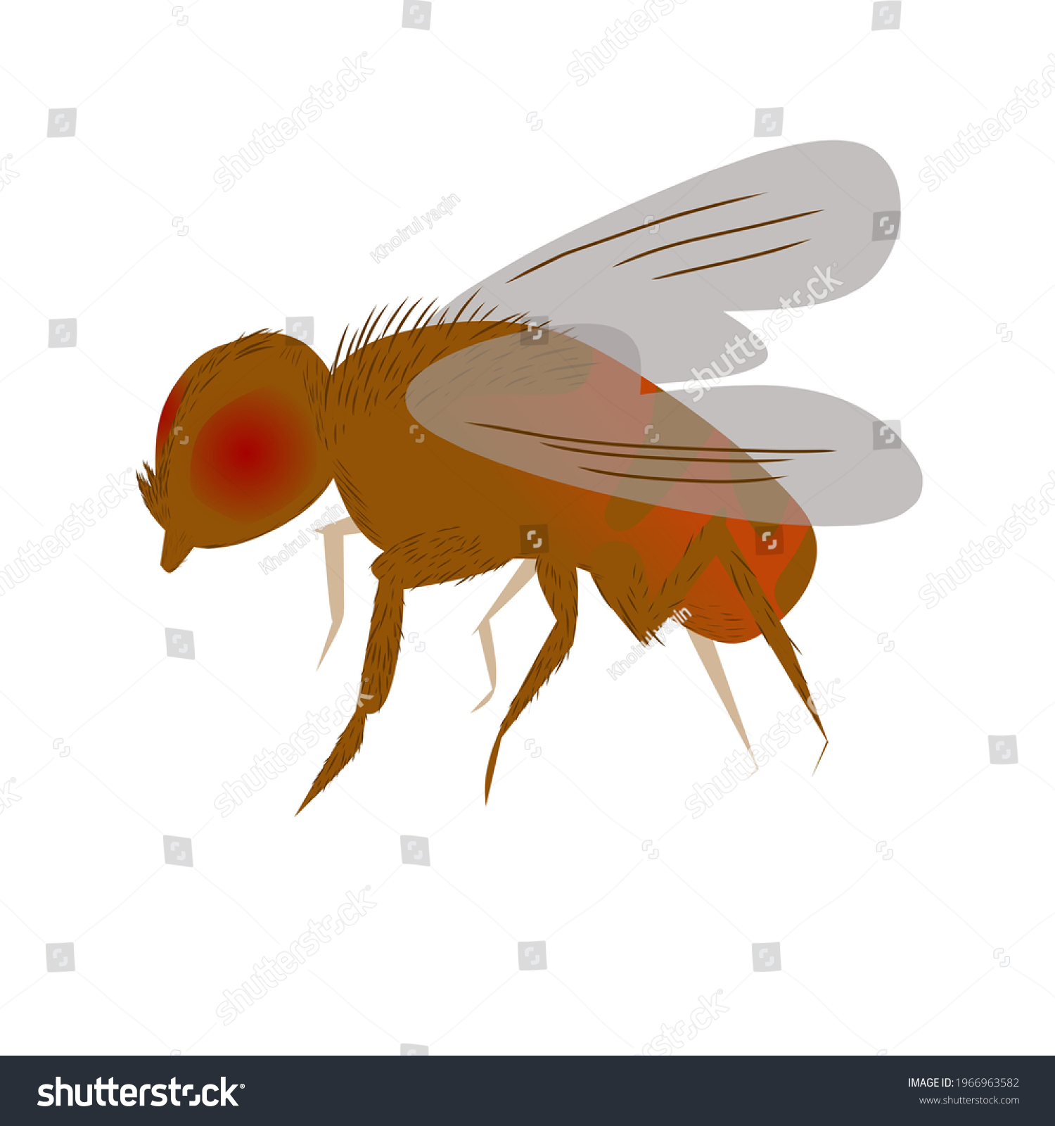 Life Cycle Fruit Fly Drosophila Melanogaster Stock Vector Royalty Free 1966963582 Shutterstock 