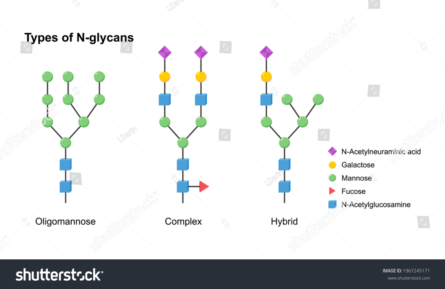 Types Nglycans Oligomannose Complex Hybrid Stock Illustration