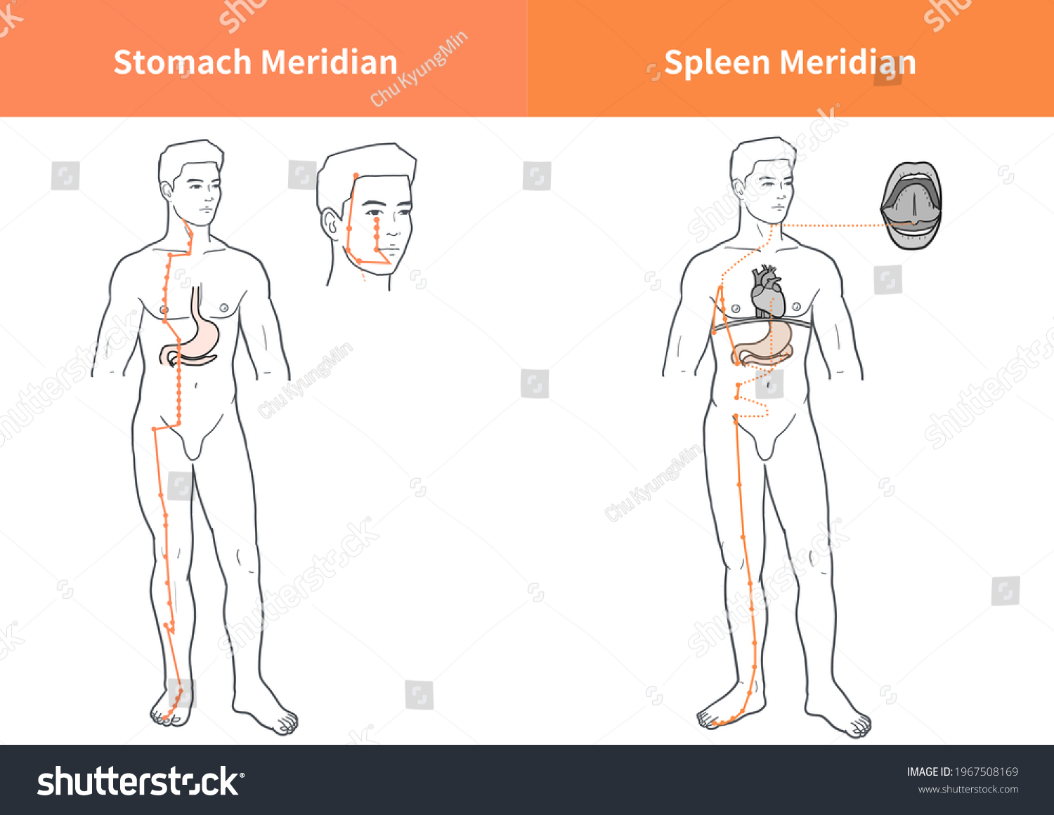 316-meridian-stomach-images-stock-photos-vectors-shutterstock