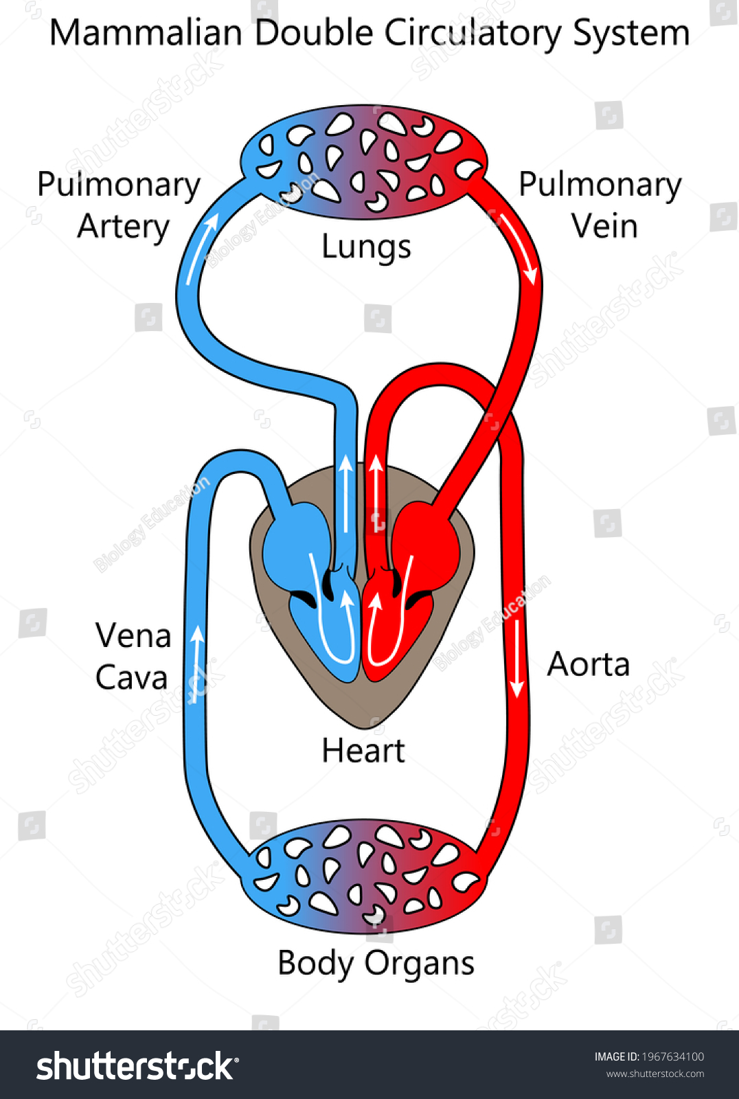 Mammal Circulatory System Diagram Clip Art Library - vrogue.co