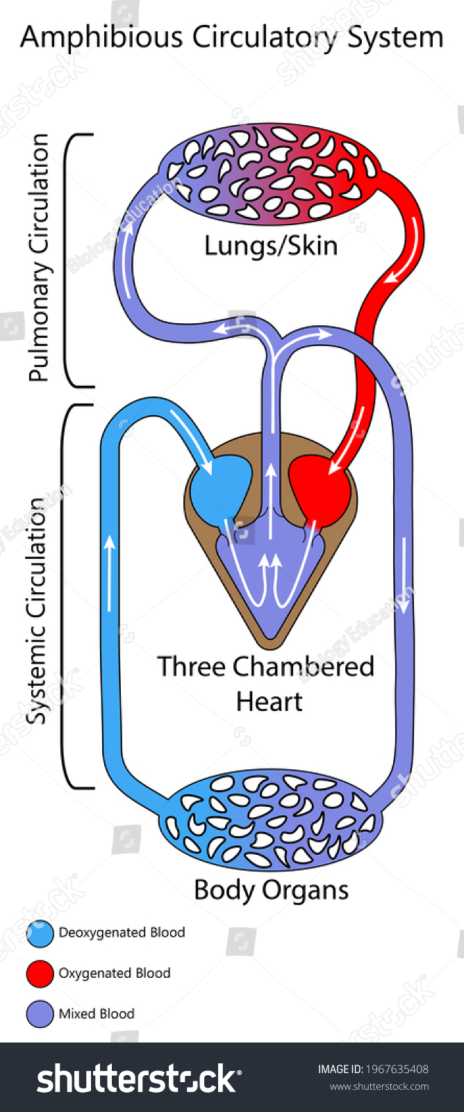 Amphibian Circulatory System