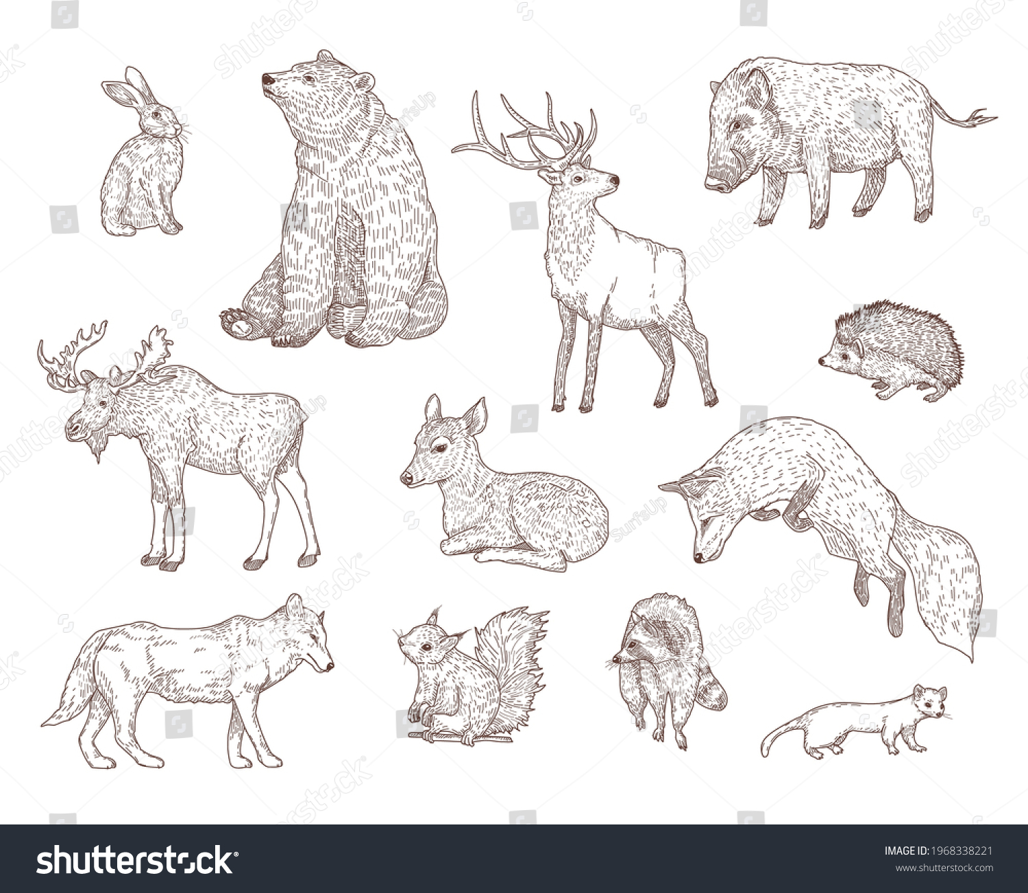 Different Forest Animals Engraved Illustrations Set Stock Vector ...