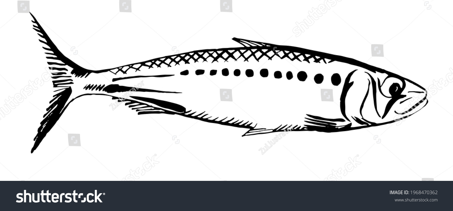 Sardine Simple Vector Illustration Fish Hand Stock Vector (Royalty Free ...