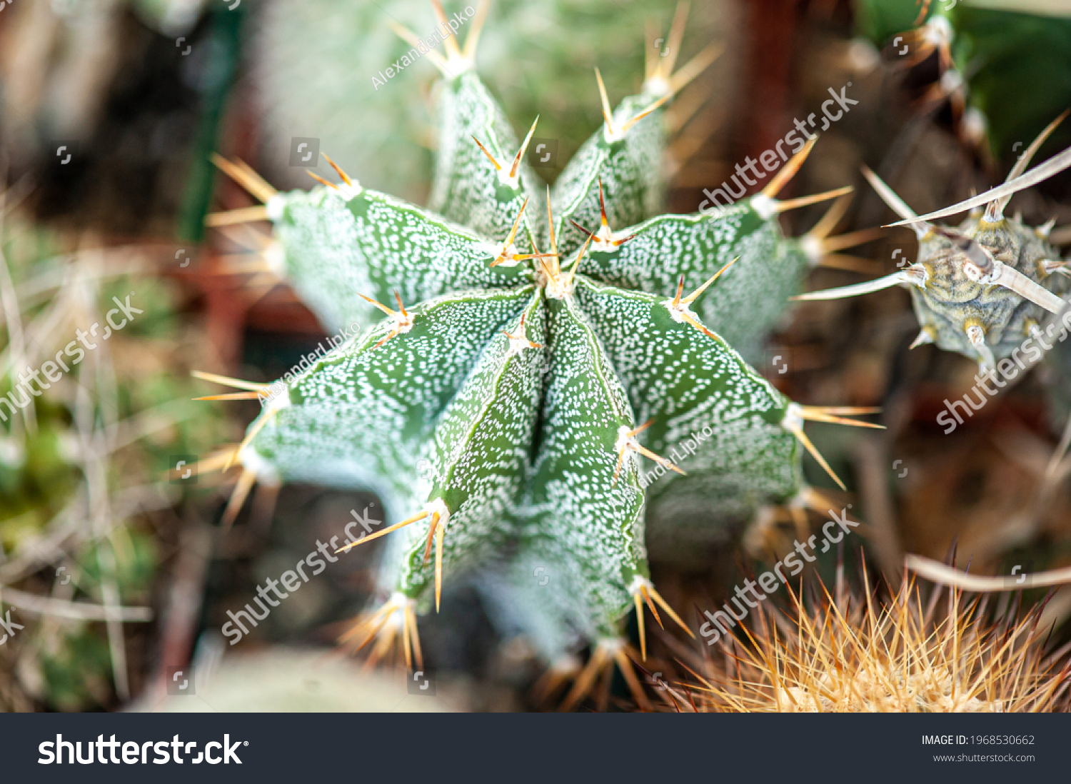 Exotic Desert Plants Cactus Background Banner Stock Photo 1968530662 ...