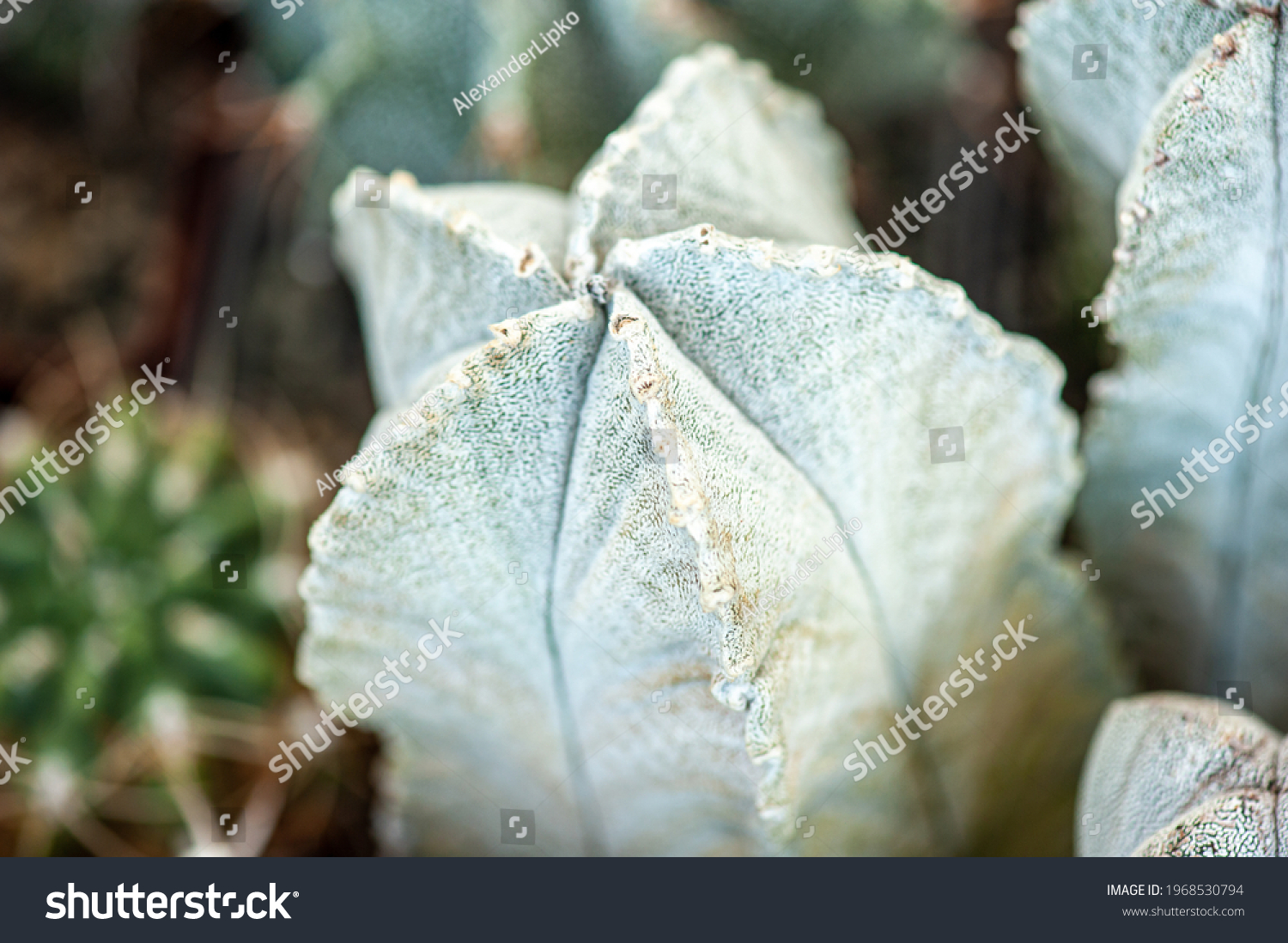 Exotic Desert Plants Cactus Background Banner Stock Photo 1968530794 ...