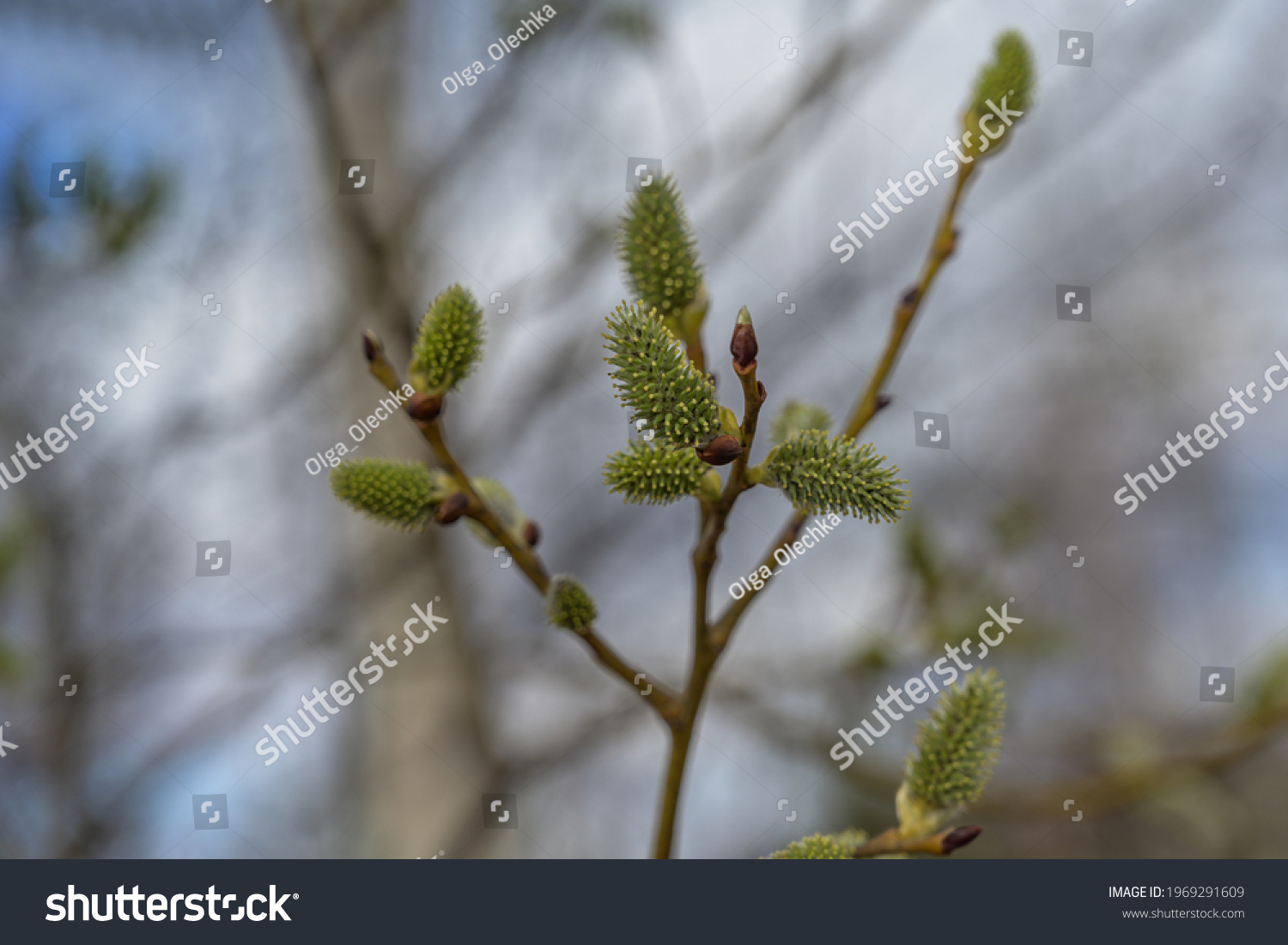 Puffy Buds