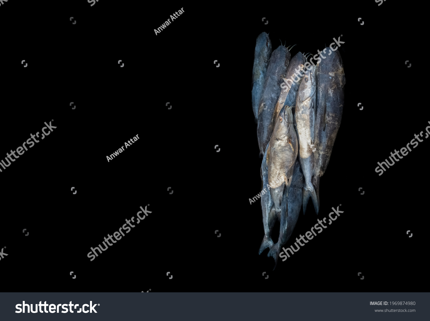Stock Photo Collection Of Catfish Isolated On Black 1969874980 