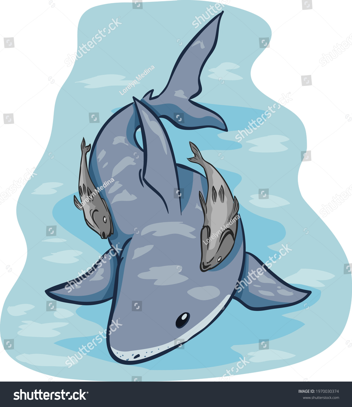 Illustration Shark Remora Fish Sample Ecological Stock Vector (Royalty