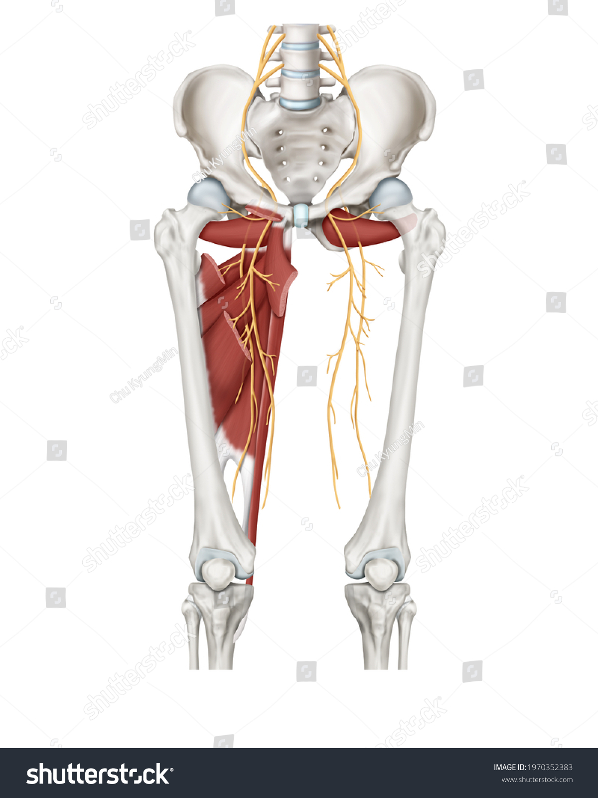 3d Medical Illustration Explanation Obturator Nerve Stock Illustration ...