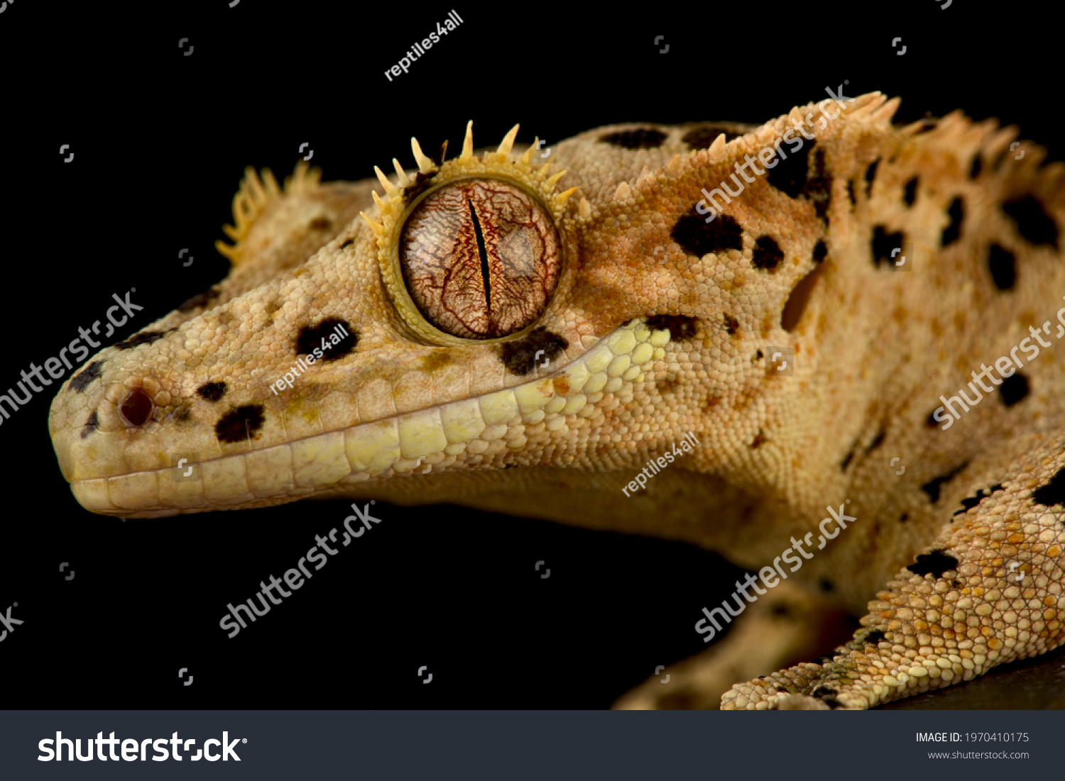 dalmation crested gecko