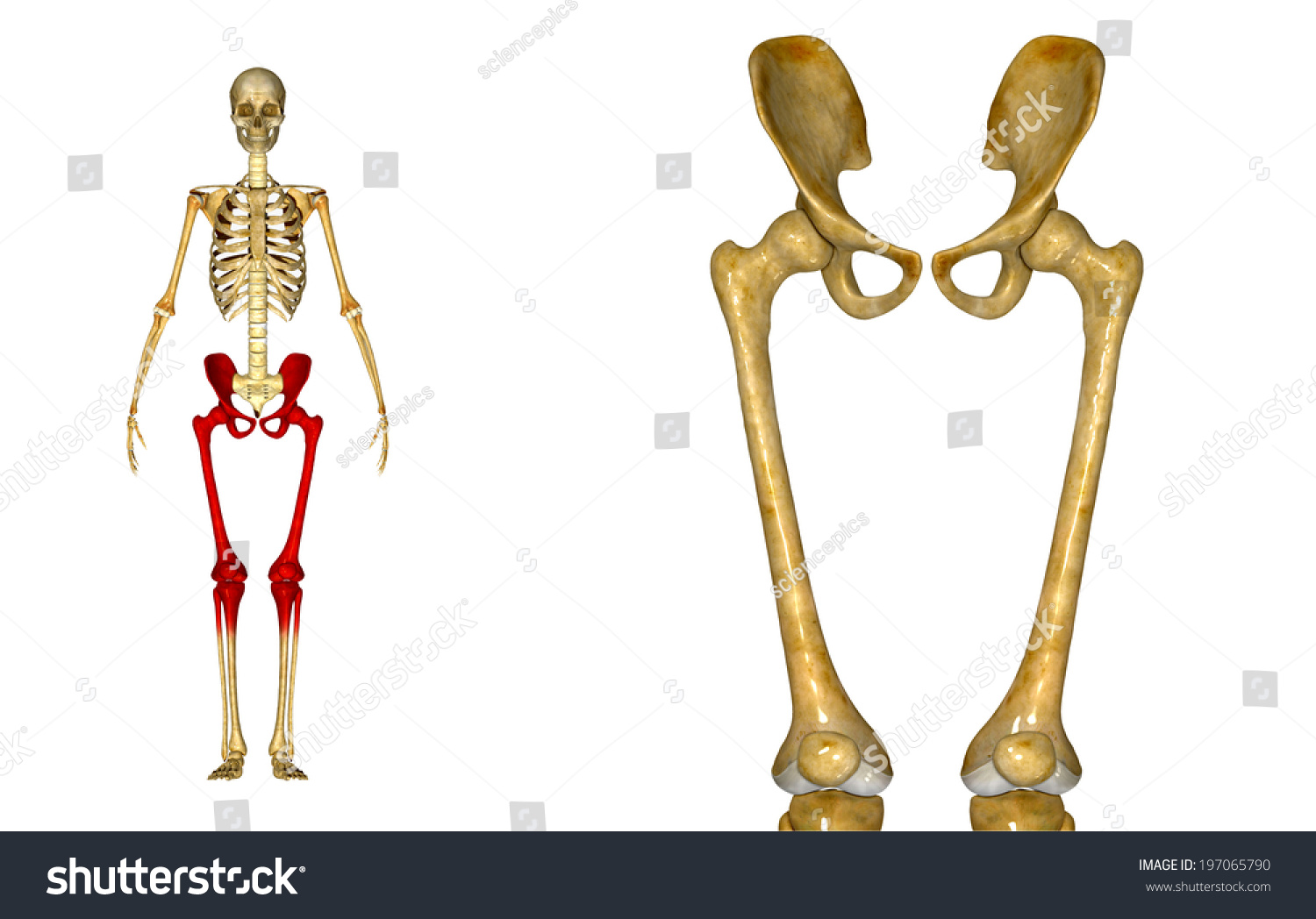 Pelvic Hip Legs Stock Illustration 197065790 | Shutterstock