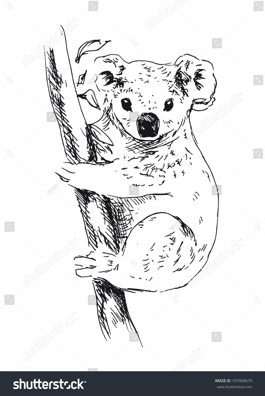 Hand Drawing Koala Vector Illustration Stock Vector (Royalty Free ...