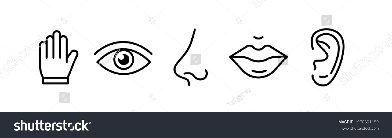 Human Senses 5 Five Types Vision Stock Vector (Royalty Free) 1970891159 ...