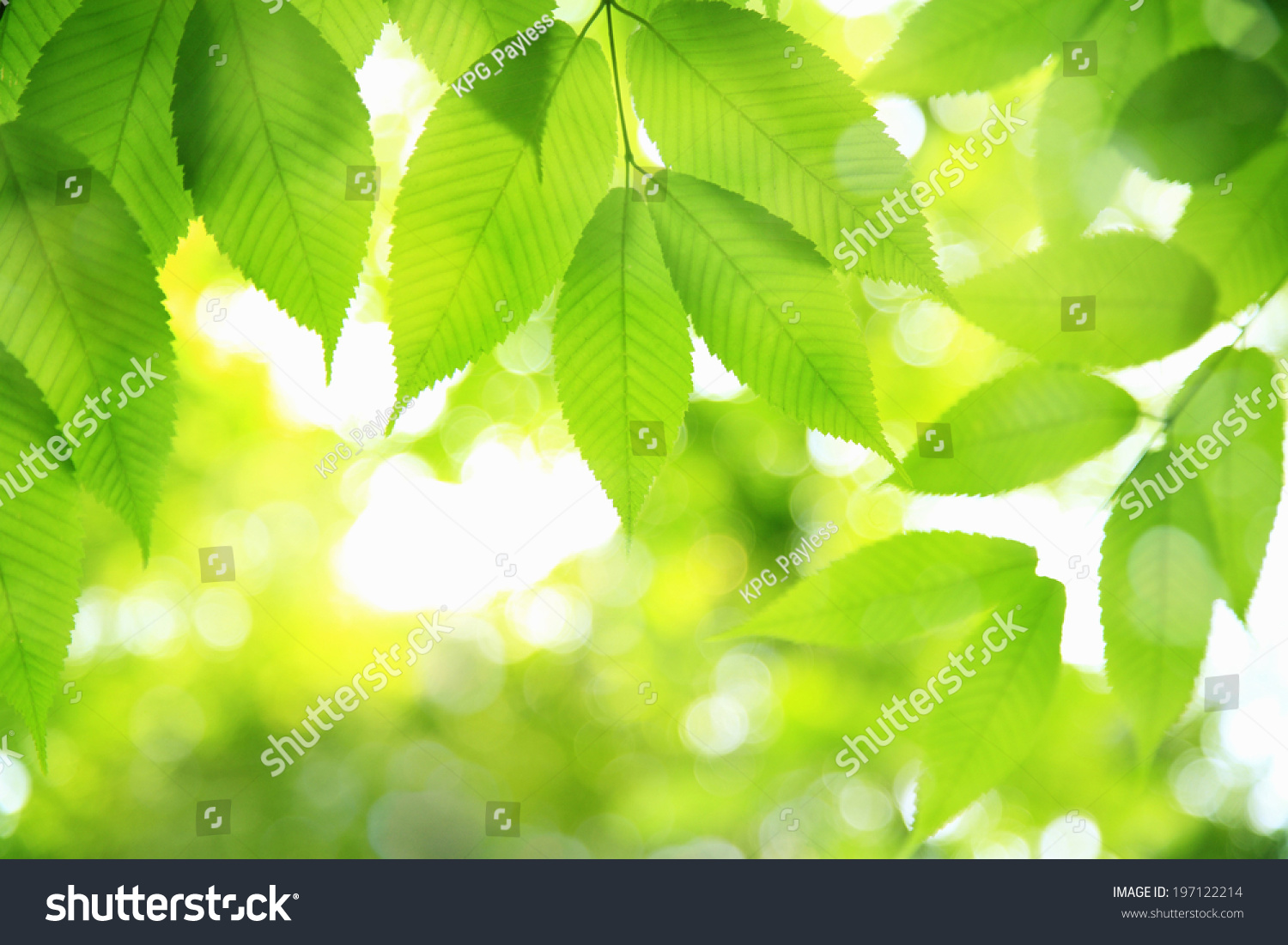 Image Verdure Stock Photo 197122214 | Shutterstock