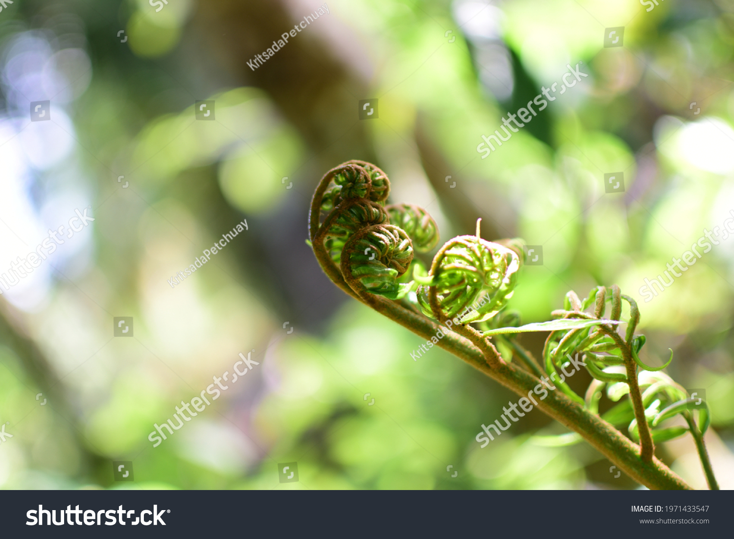 409 Ponga tree Images, Stock Photos & Vectors | Shutterstock