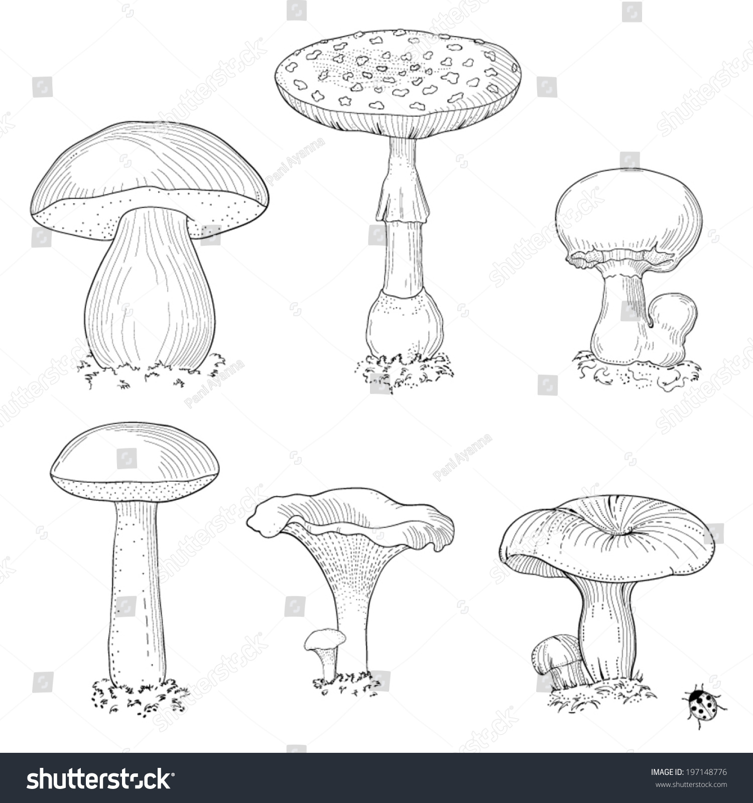 Съедобные и несъедобные грибы карандашом