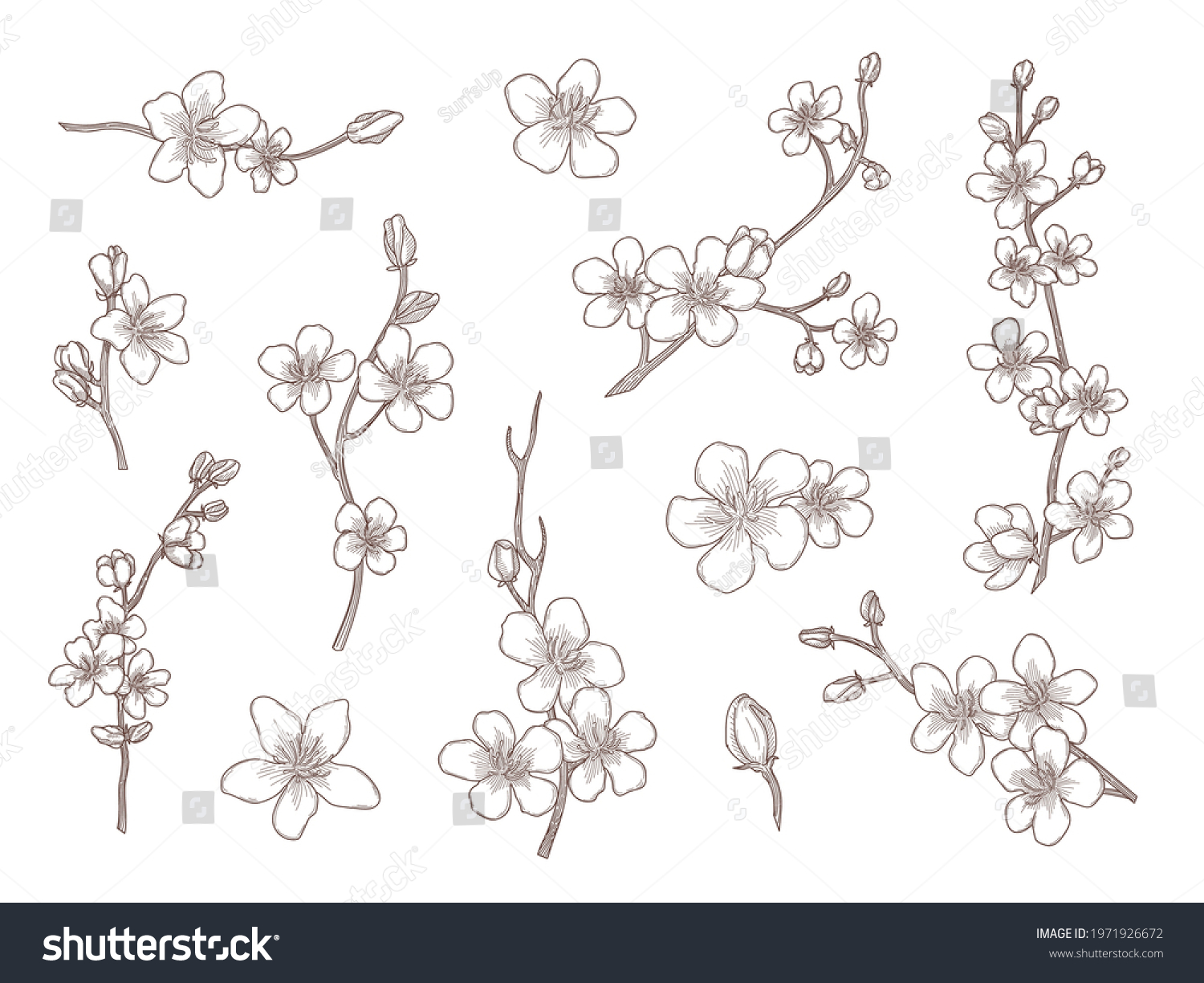 Sakura Flowers Hand Drawn Vector Illustration Stock Vector (Royalty ...