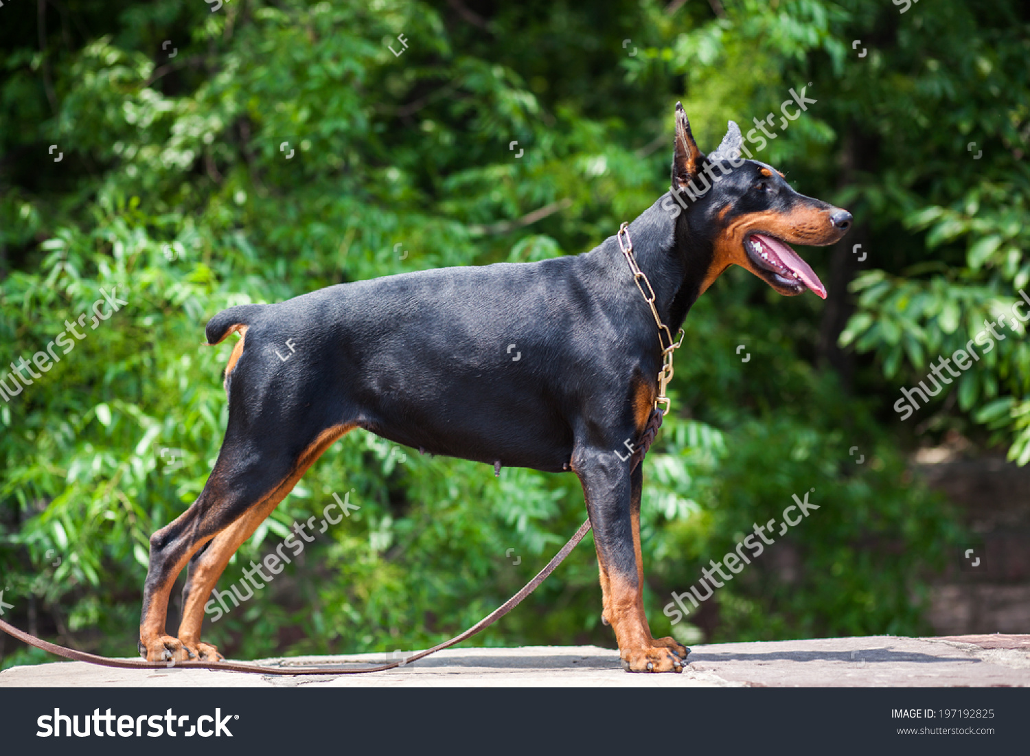 are manchester terriers good guard dogs