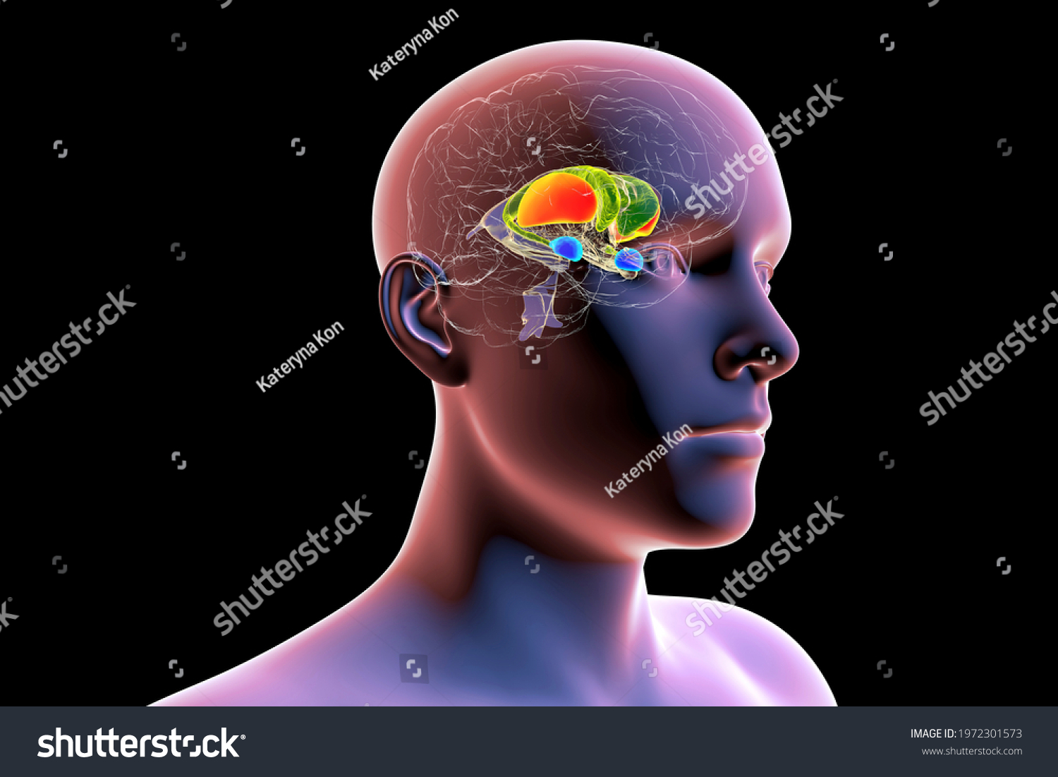 Brain Dorsal Striatum Anatomy 3d Illustration Stock Illustration ...