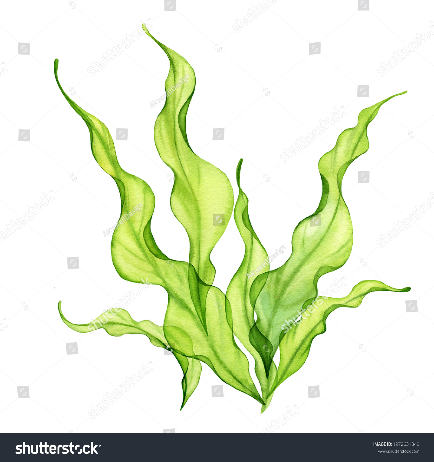 15,954 Kelp white background Images, Stock Photos & Vectors | Shutterstock