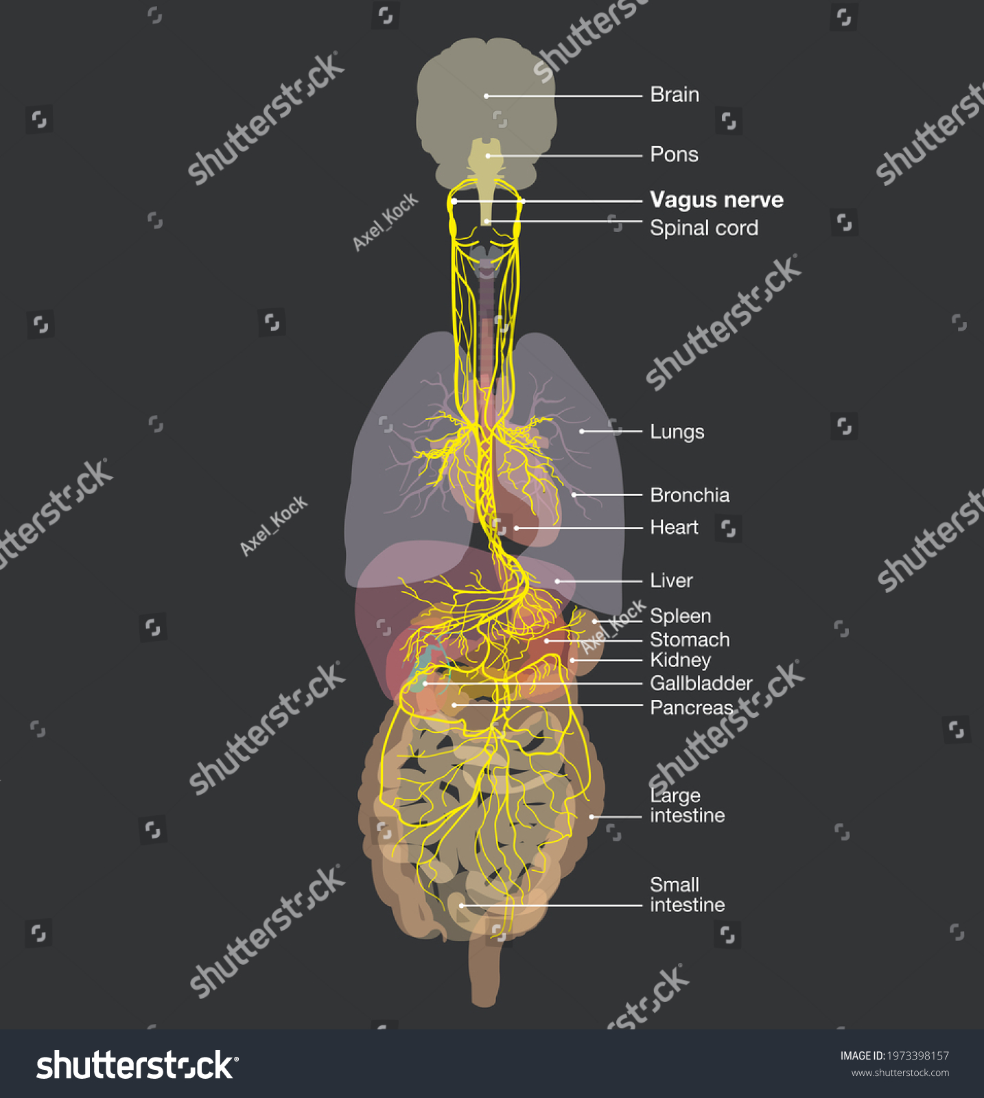 Illustration Showing Brain Active Vagus Nerve Stock Illustration ...