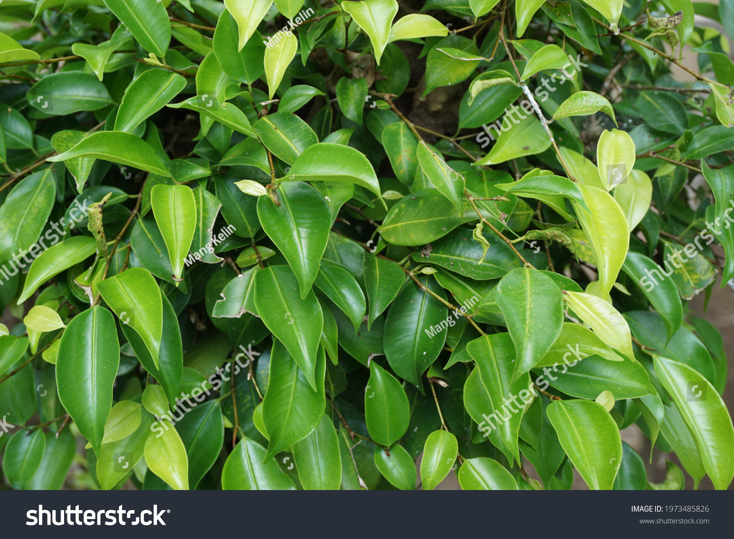 Ficus Benjamina Weeping Fig Benjamin Fig Stock Photo 1973485826 ...