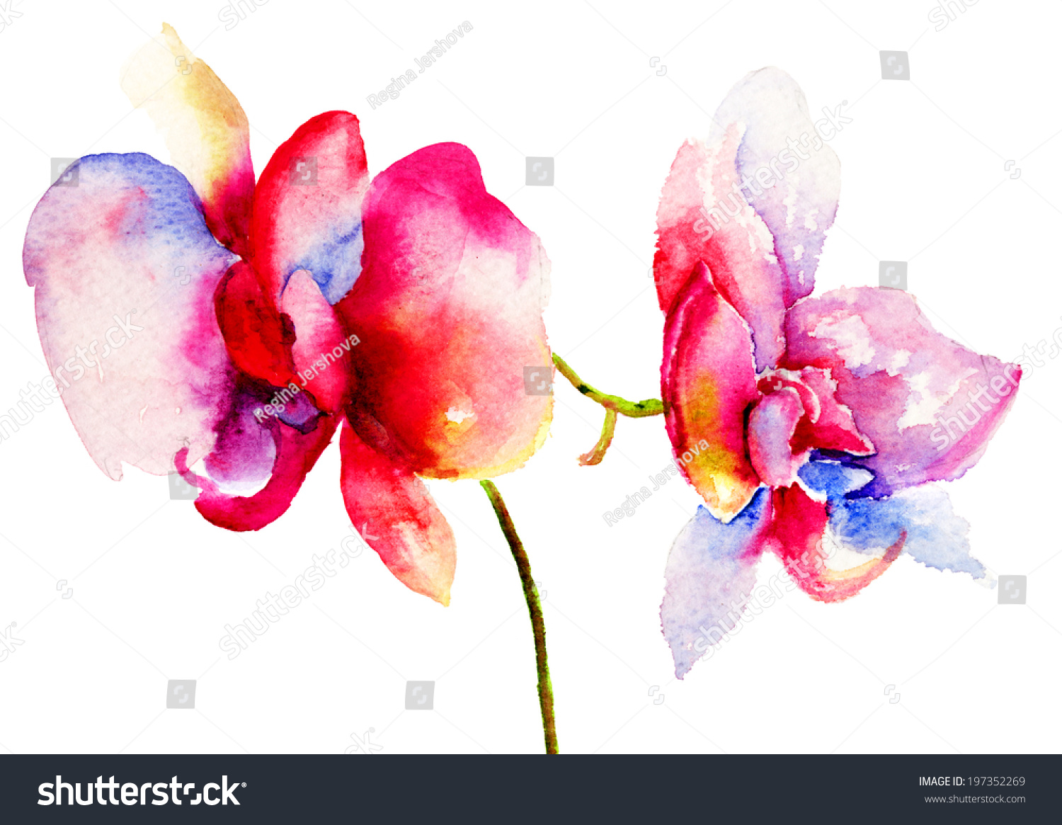 Pink Orchids Flowers Watercolor Illustration Stock Illustration ...