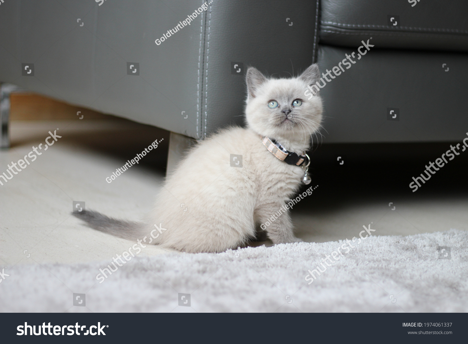 British Shorthair Kitten Blue Eyes Stock Photo 1974061337 | Shutterstock