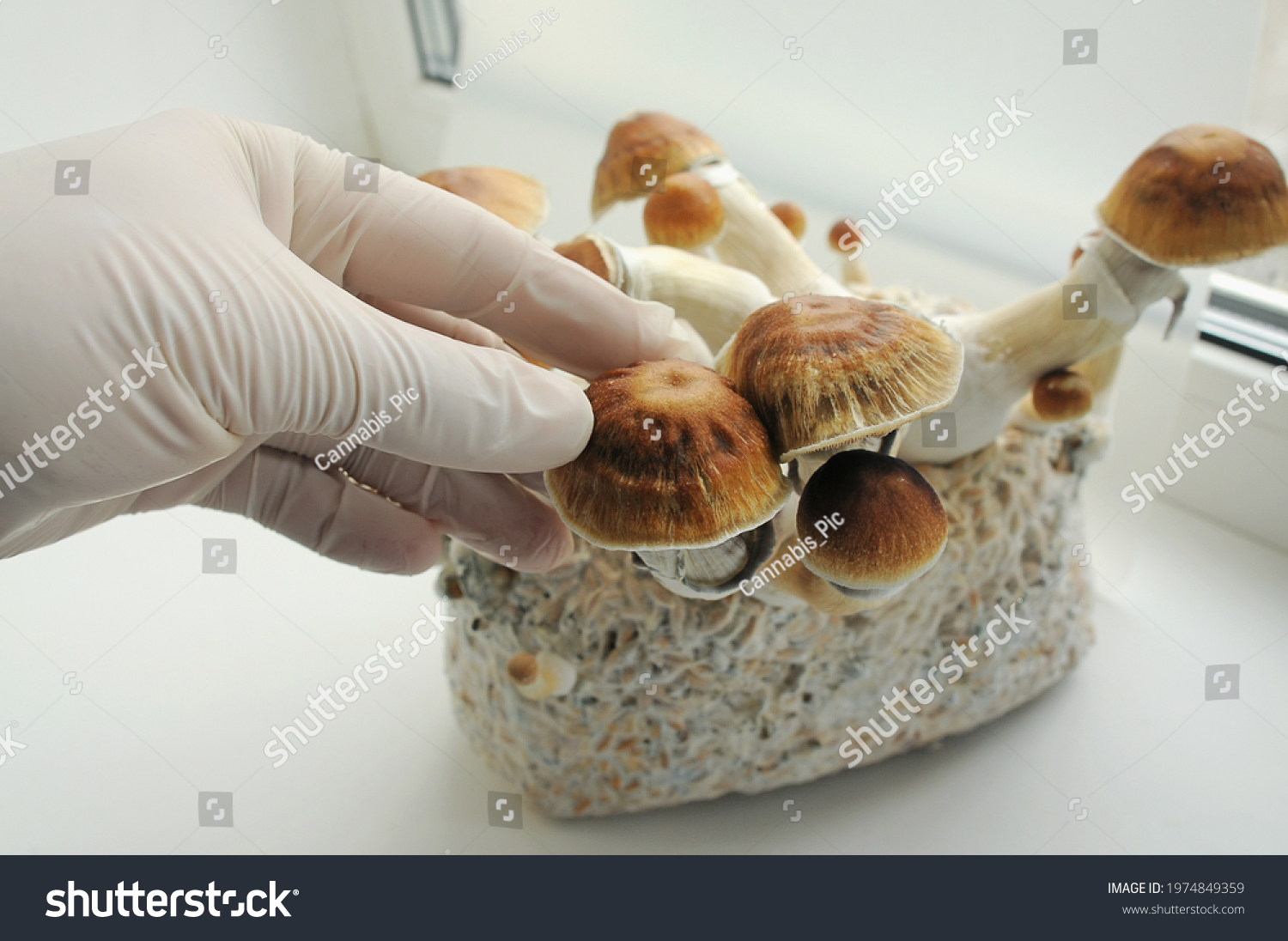 Mycelium Block Psilocybin Psychedelic Mushrooms Golden Stock Photo ...