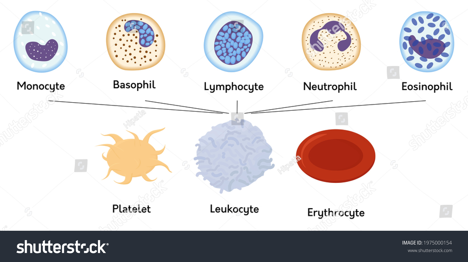 blood-cells-formed-elements-blood-platelets-stock-vector-royalty-free