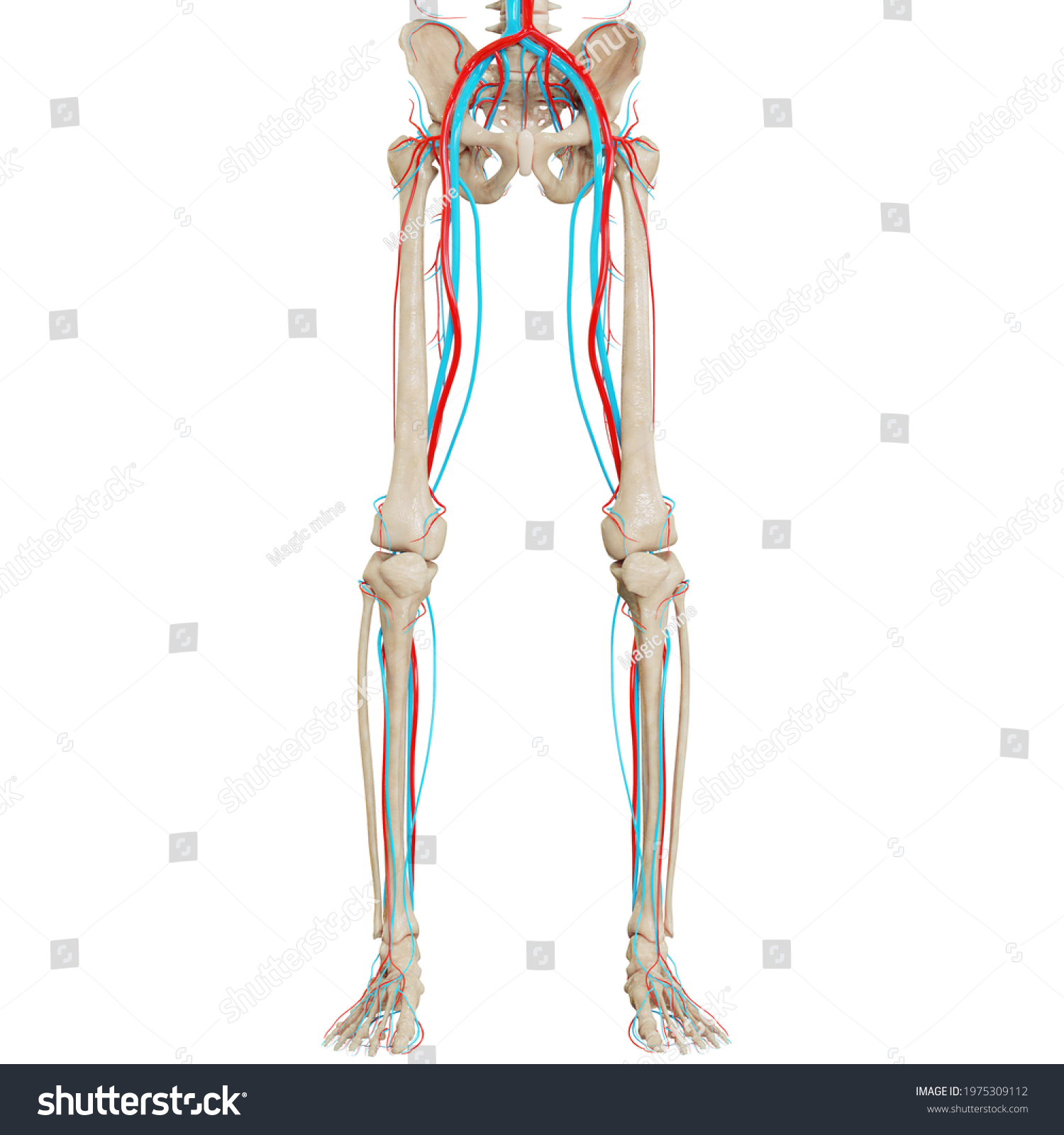 Human Skeleton System Circulatory System Anatomy Stock Illustration ...