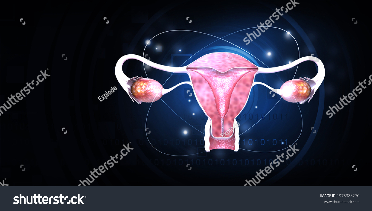 Female Uterus Cross Section 3d Illustration Stock Illustration ...