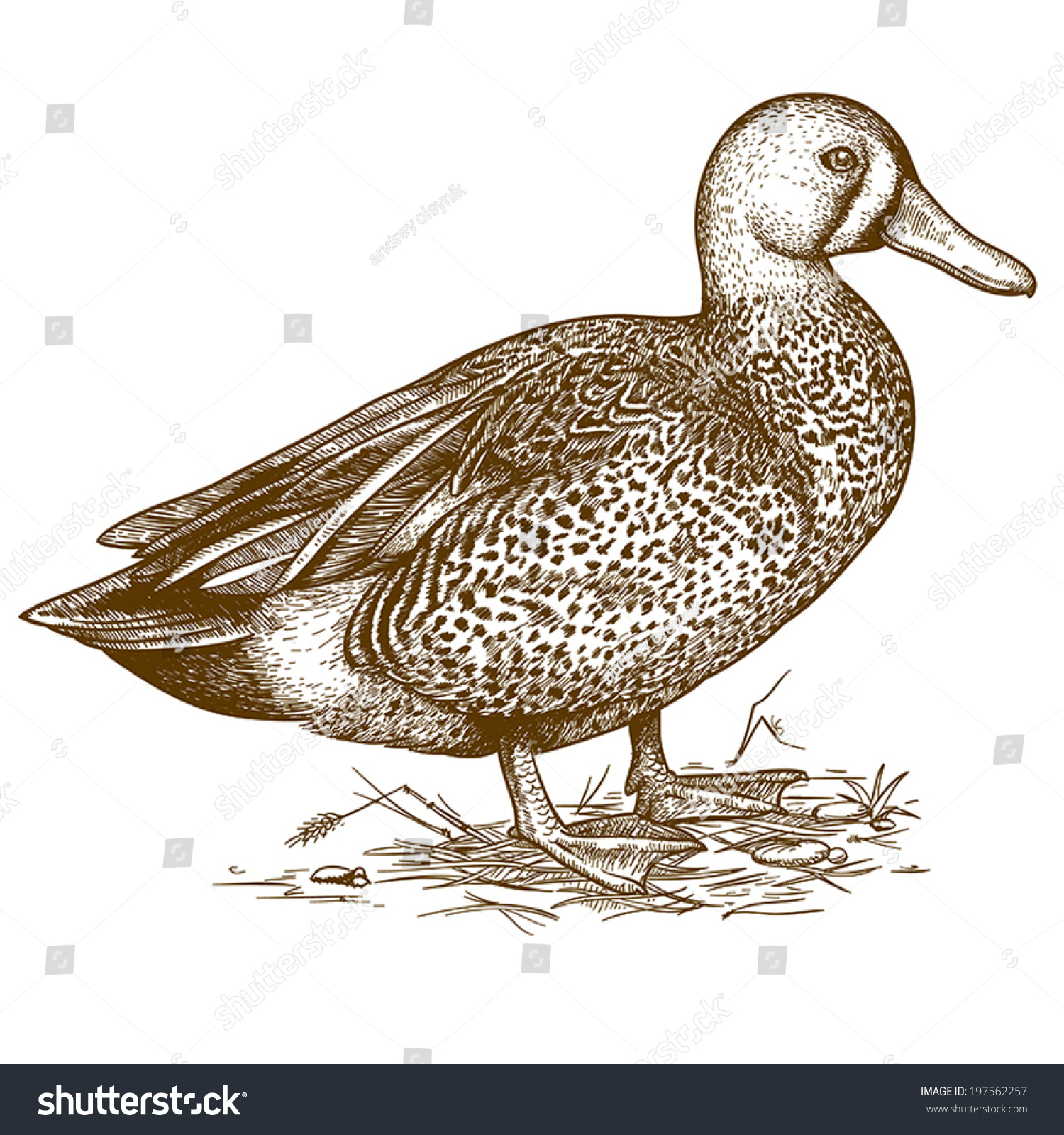 Vector Illustration Engraving Duck On White Stock Vector Royalty Free