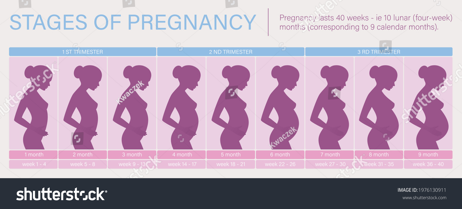 527 Childbirth body change Images, Stock Photos & Vectors | Shutterstock