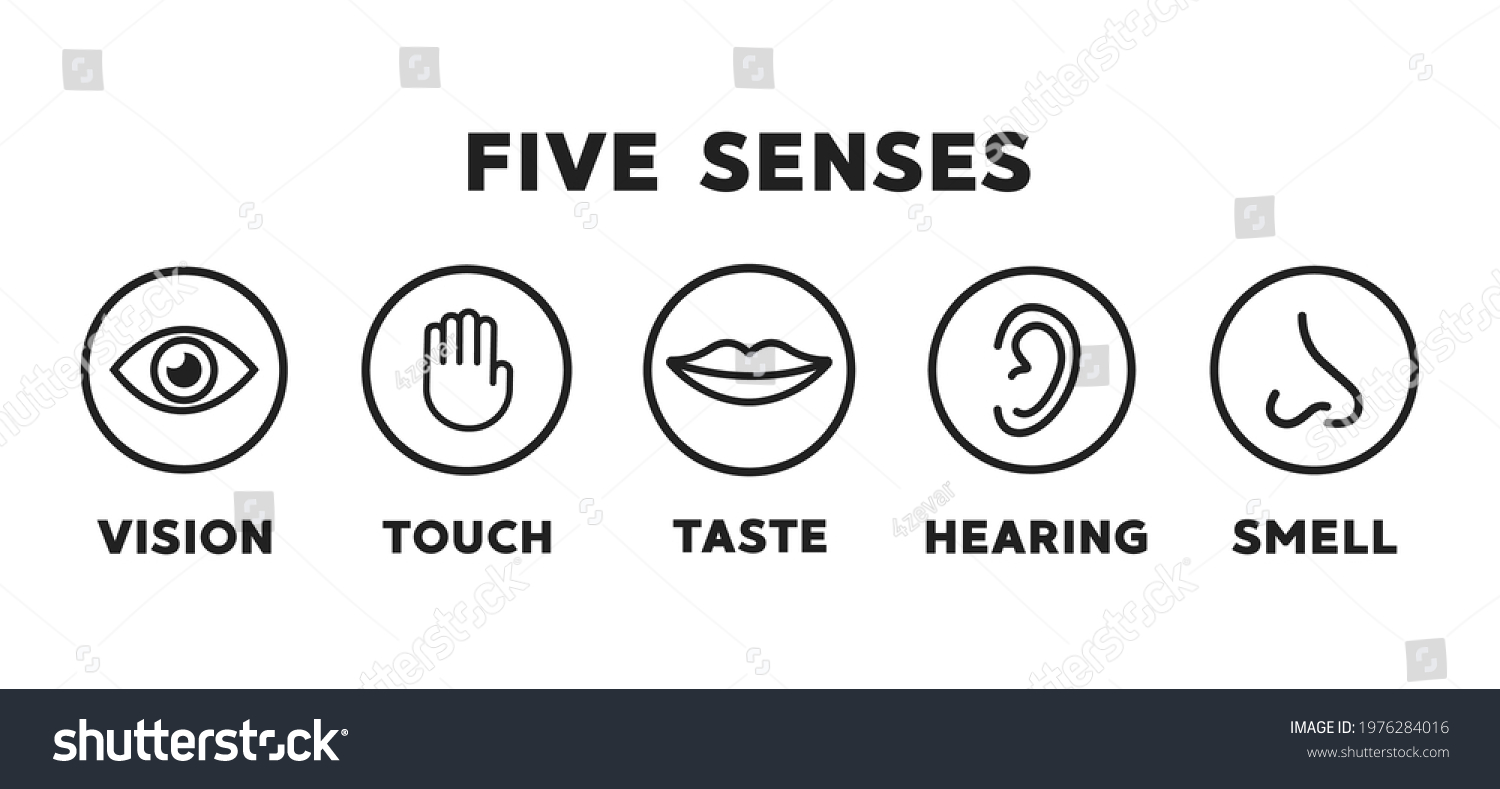 Five Senses Vector Icons Set Vision Stock Vector (Royalty Free ...