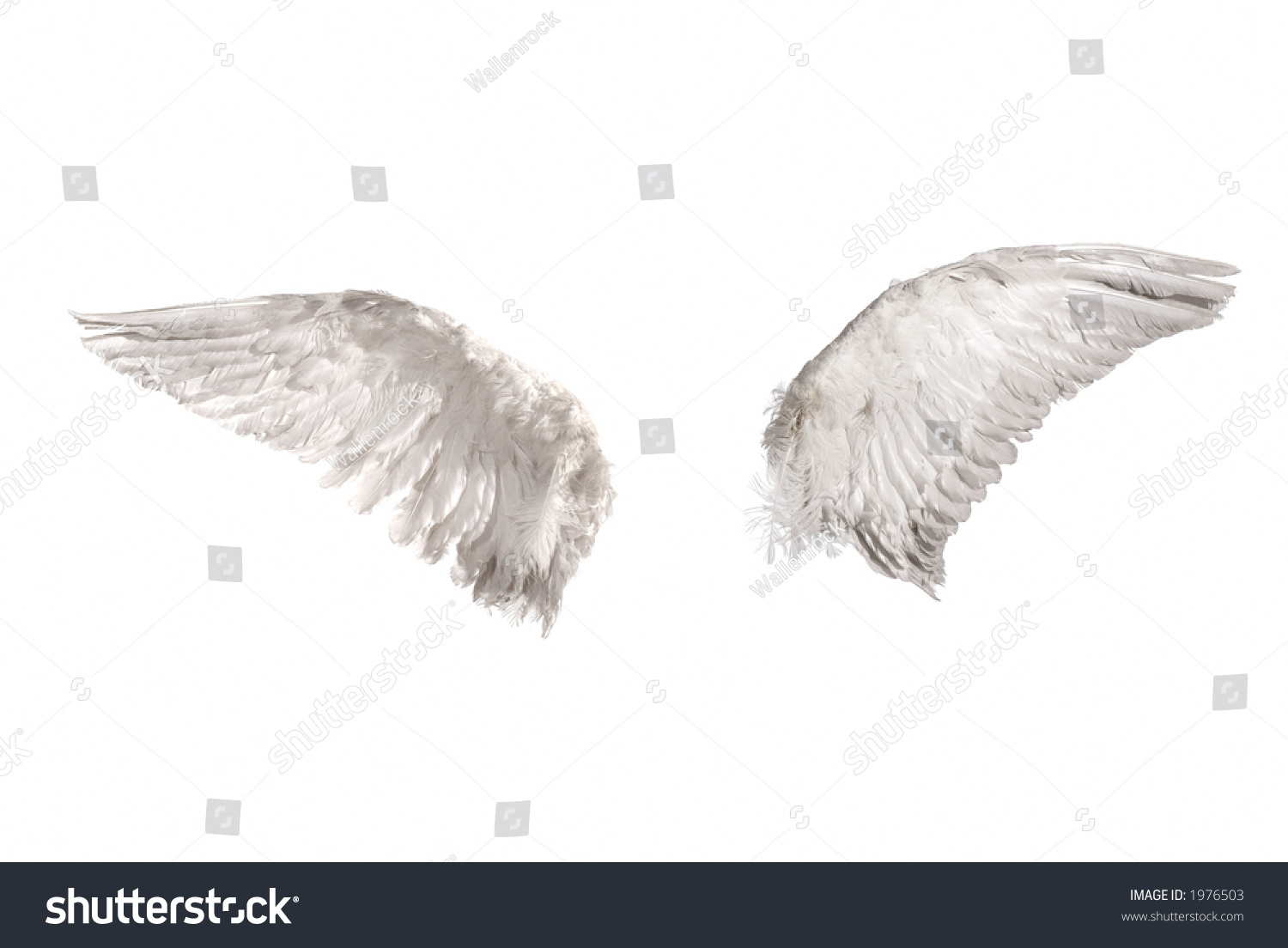 Two Wings Isolated On White Background Stock Photo 1976503 | Shutterstock