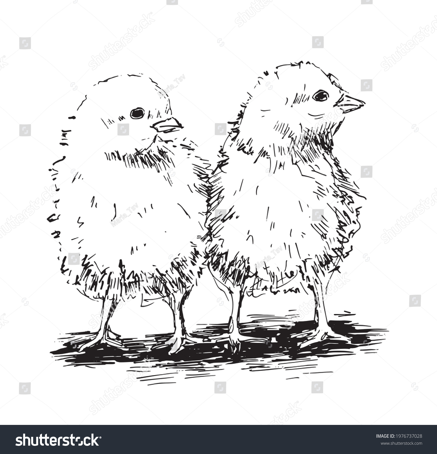 Two Little Chickens Ink Drawing Stock Vector (Royalty Free) 1976737028 ...