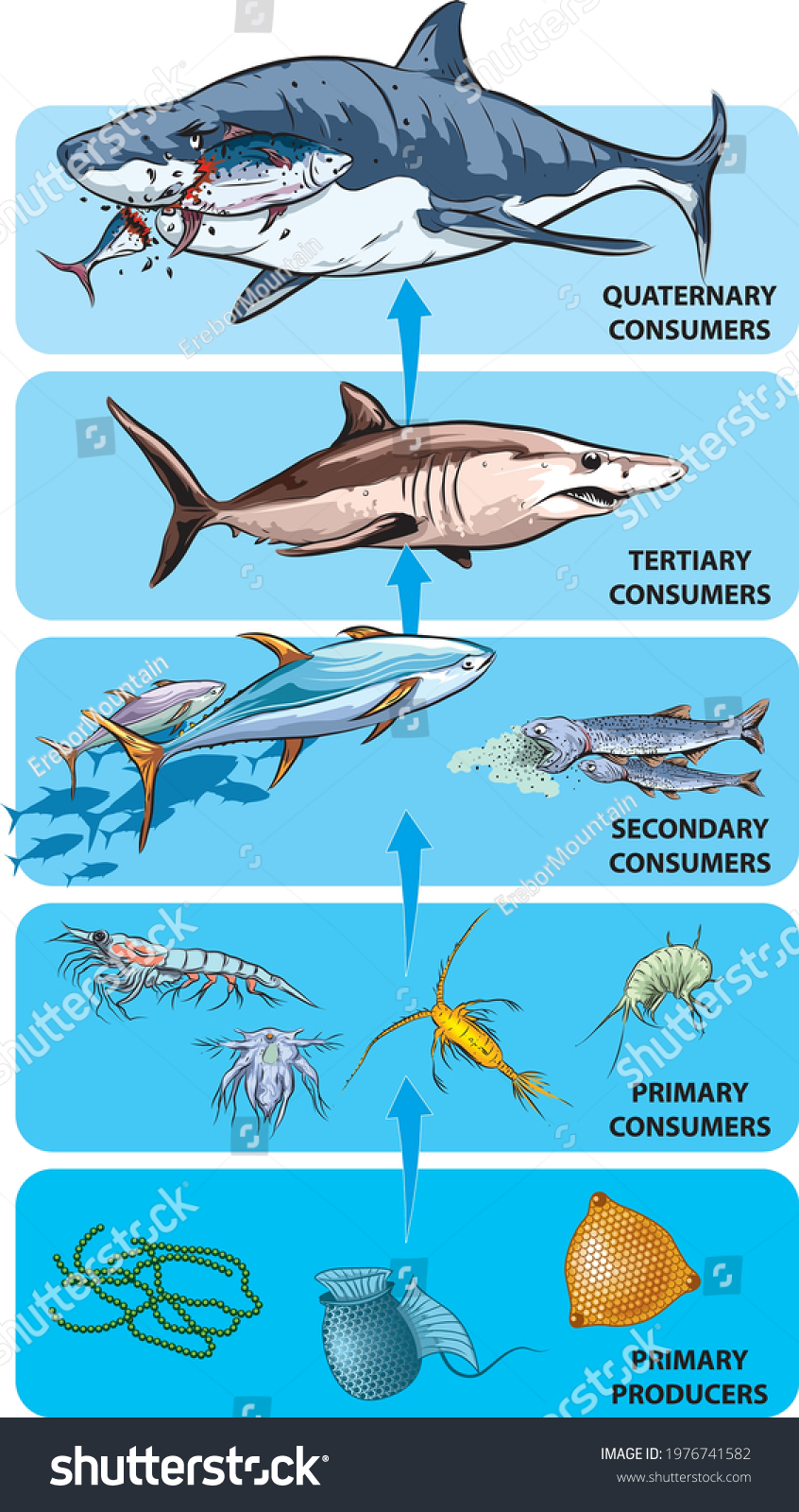 287 Food Chain Shark Images Stock Photos Vectors Shutterstock