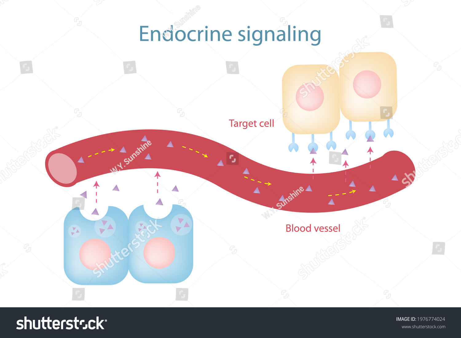 education-chart-endocrine-signaling-mechanism-involve-stock