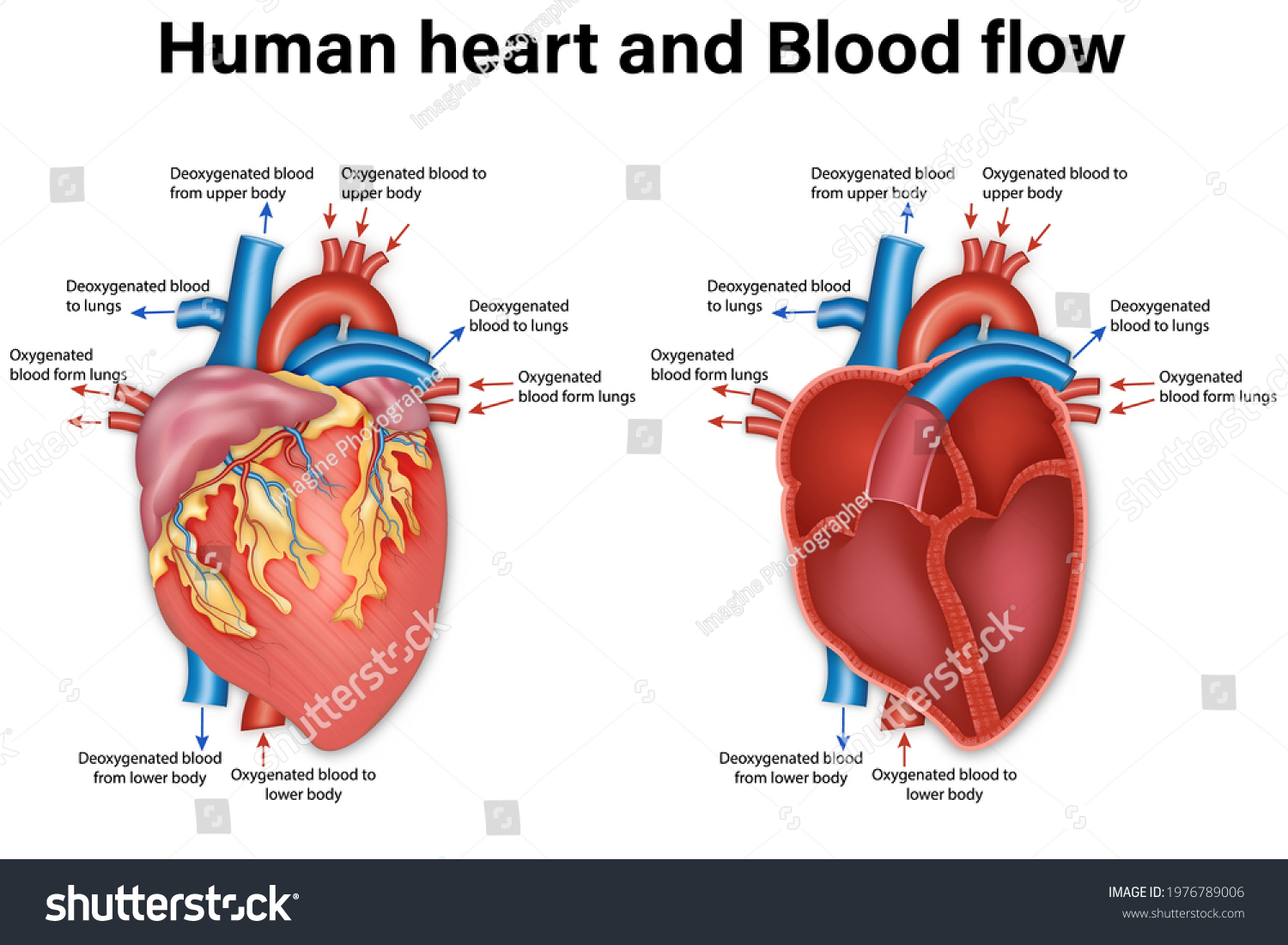 Diagram Human Heart Anatomy Blood Flow Stock Vector (Royalty Free ...