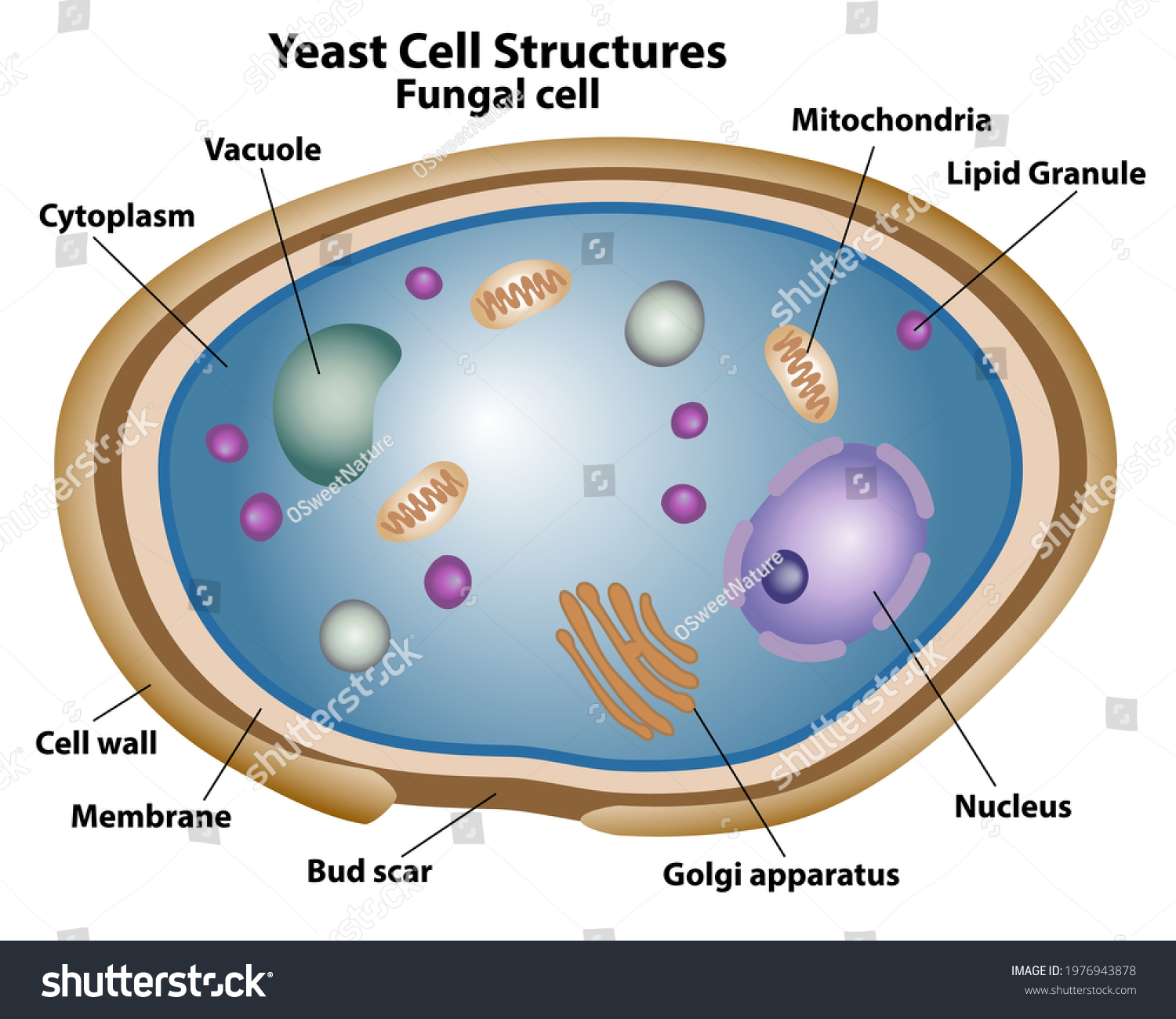 Fungal Cell Wall Structure