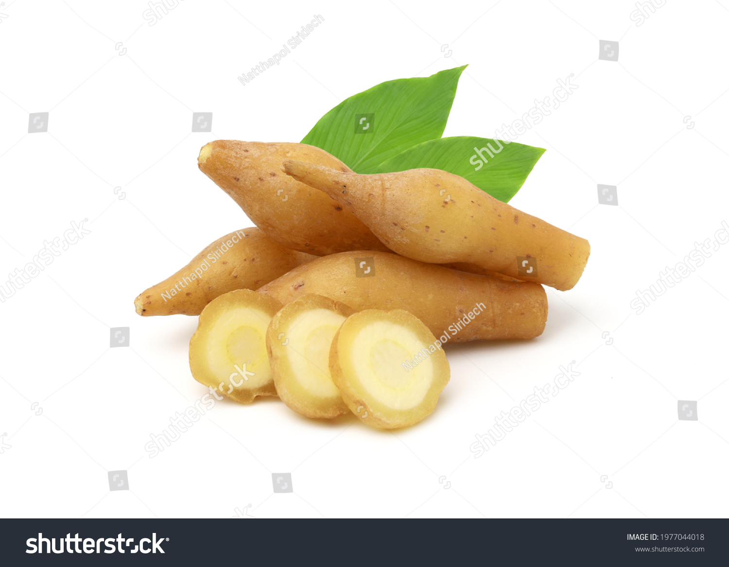 Finger Root Krachai Kaempferia Sliced Leaves Stock Photo 1977044018